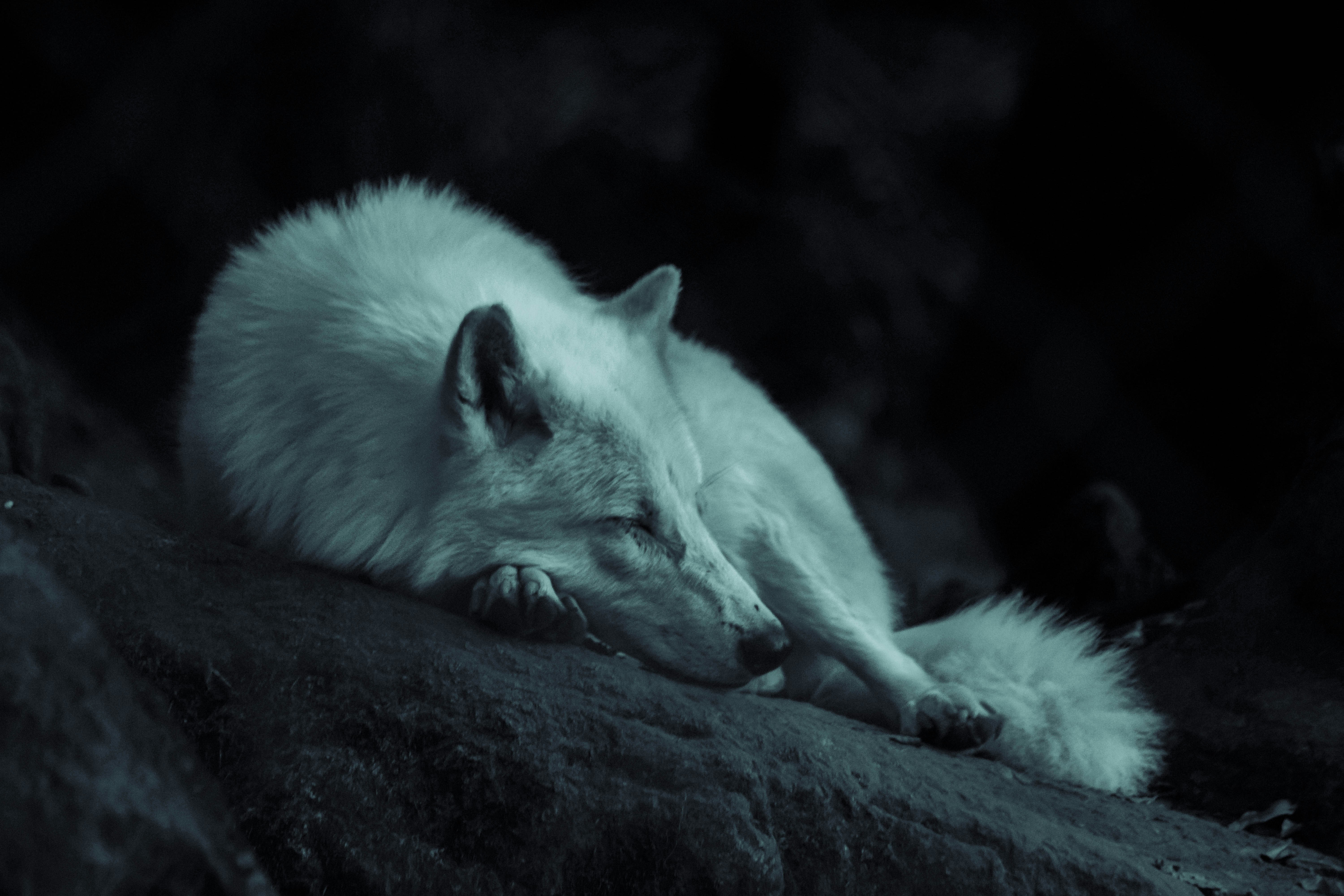 Sleeping Arctic Fox on Rock