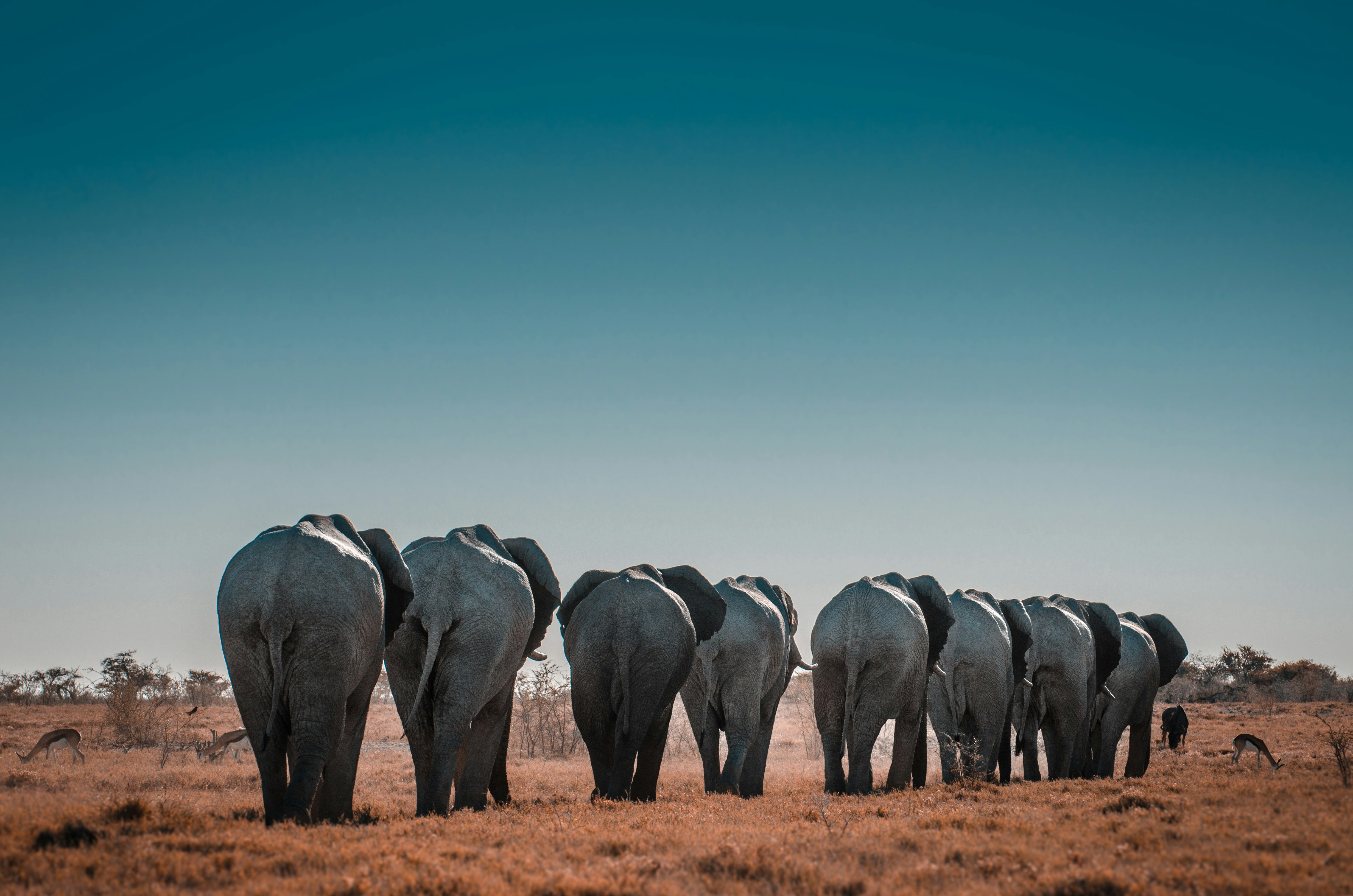 Elephant Herd on African Savanna