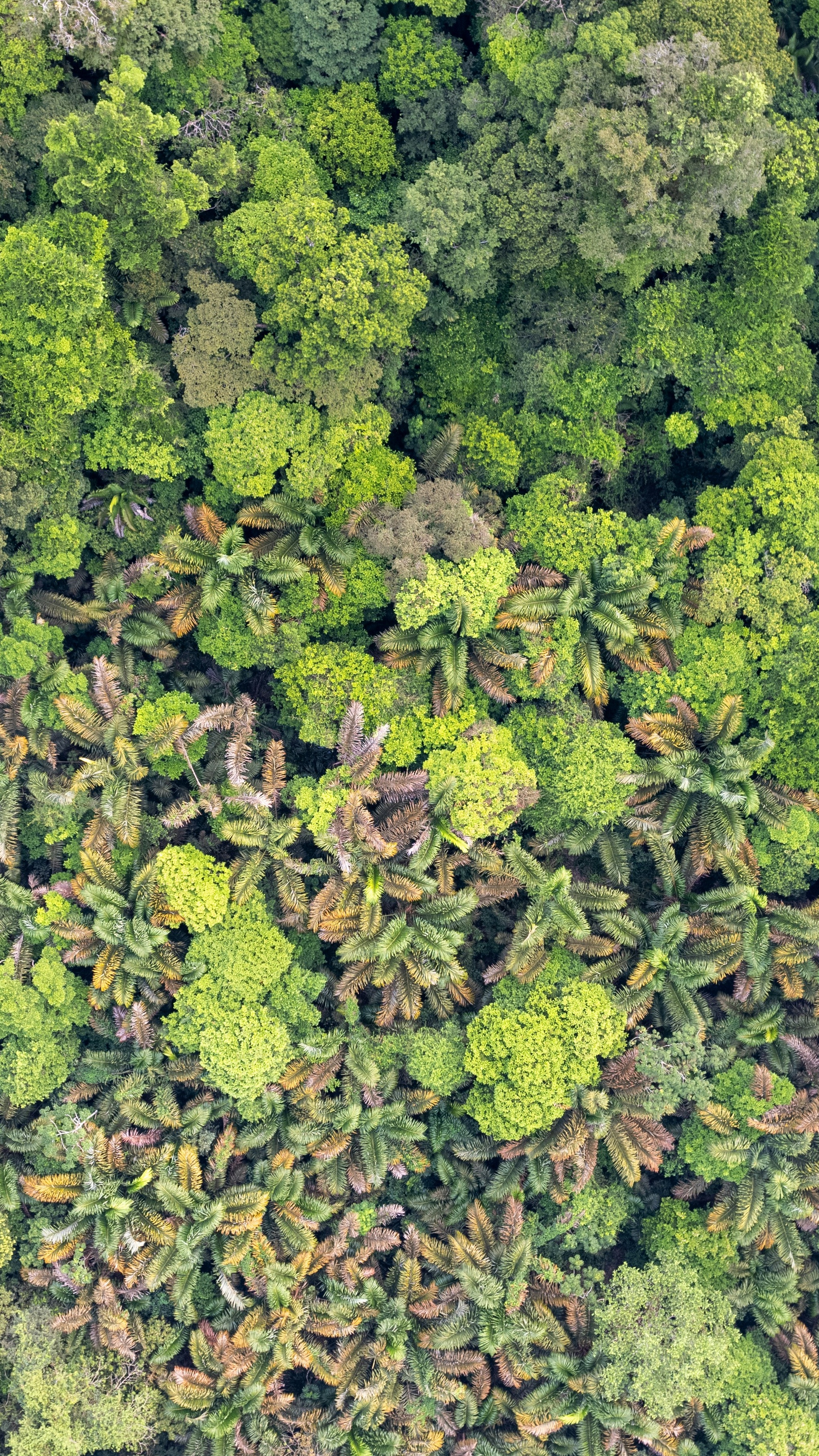 Forest & Flora
