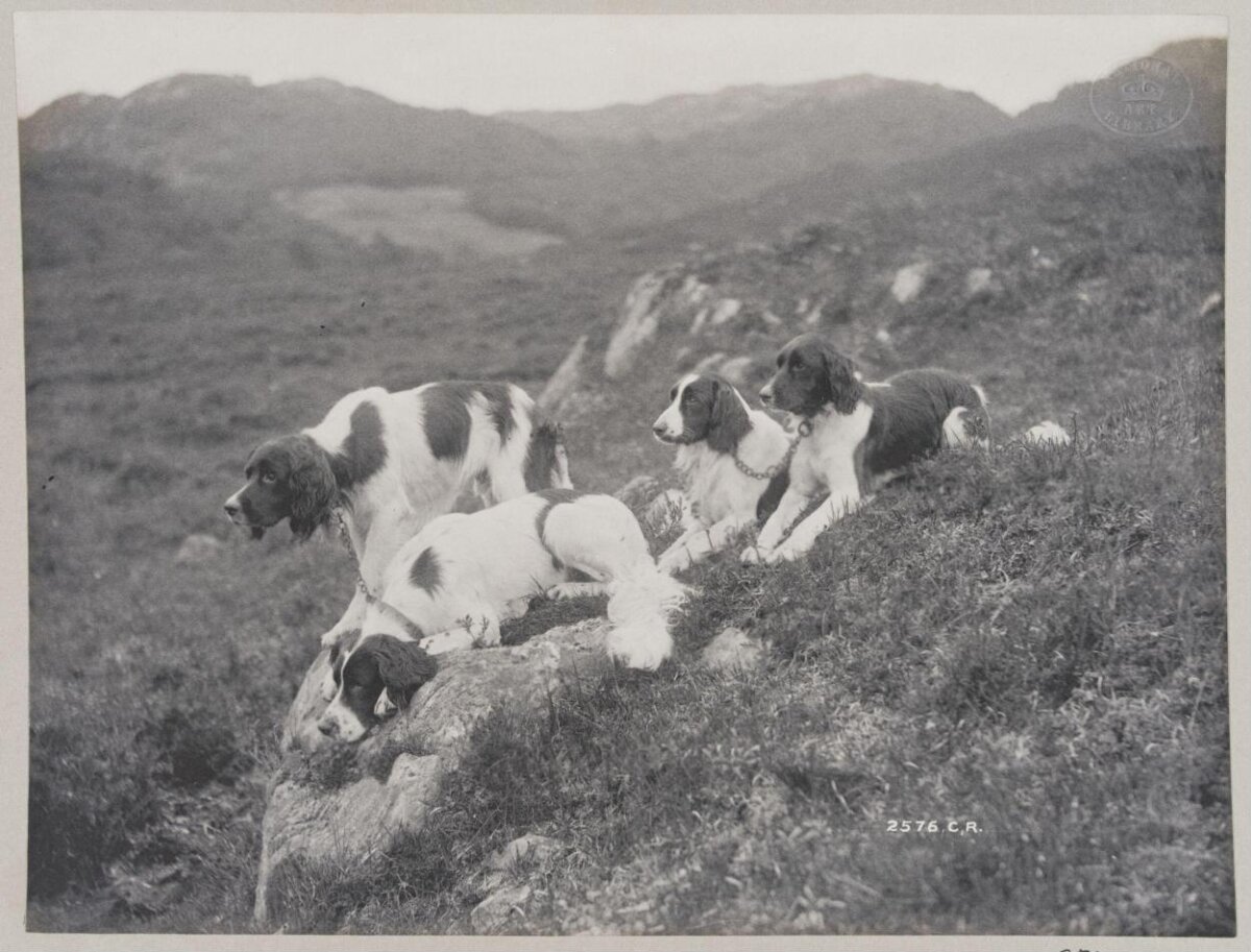 Four Spaniels Resting on a Hillside