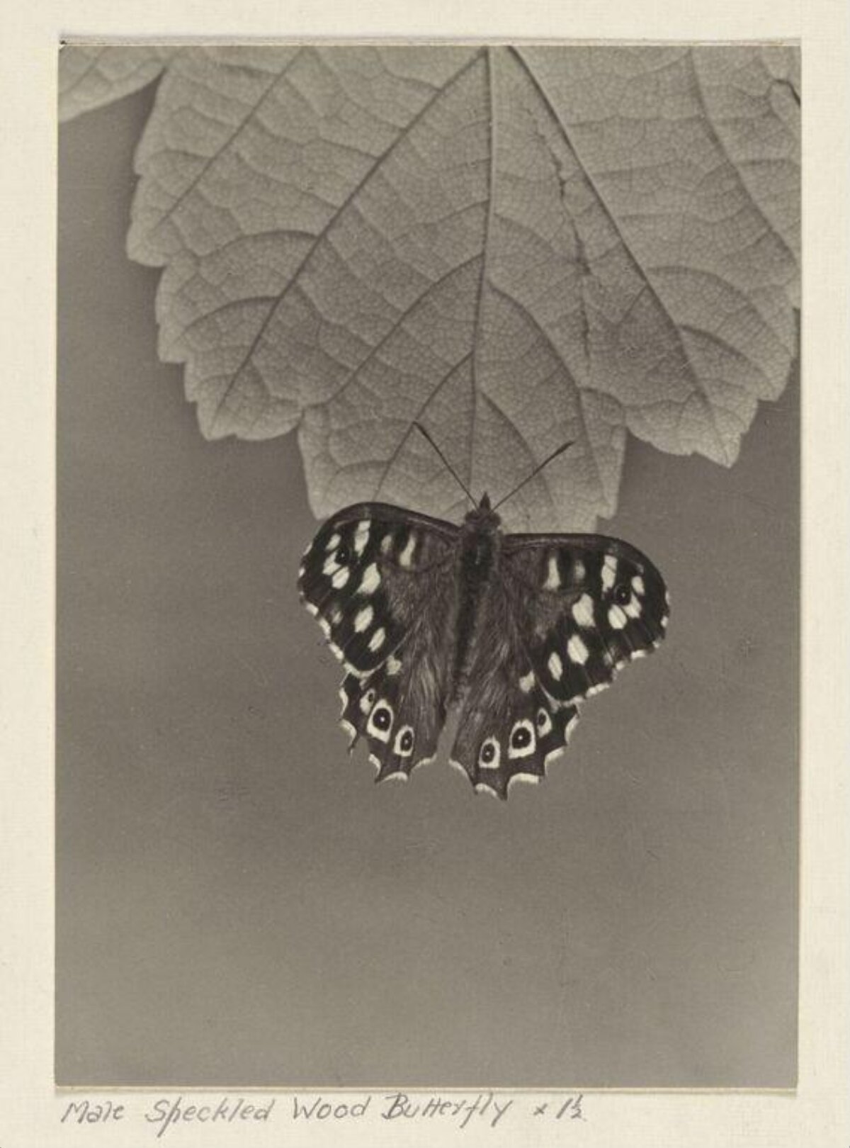 Male Speckled Wood Butterfly
