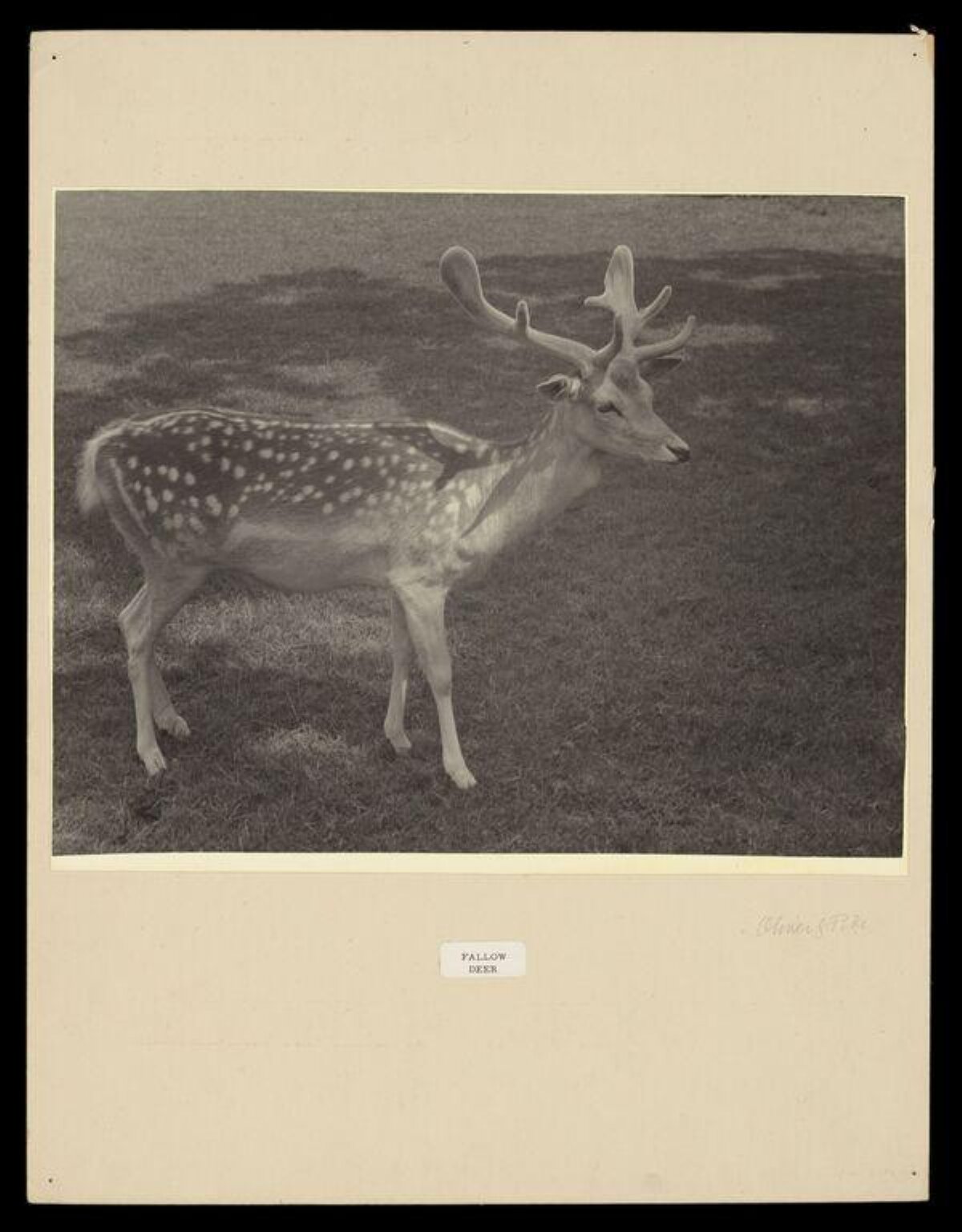 Vintage Photograph of Fallow Deer