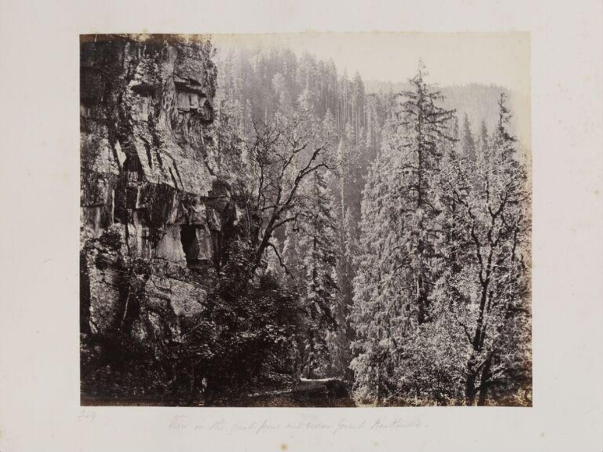 Cliff in Giant Pine Forest