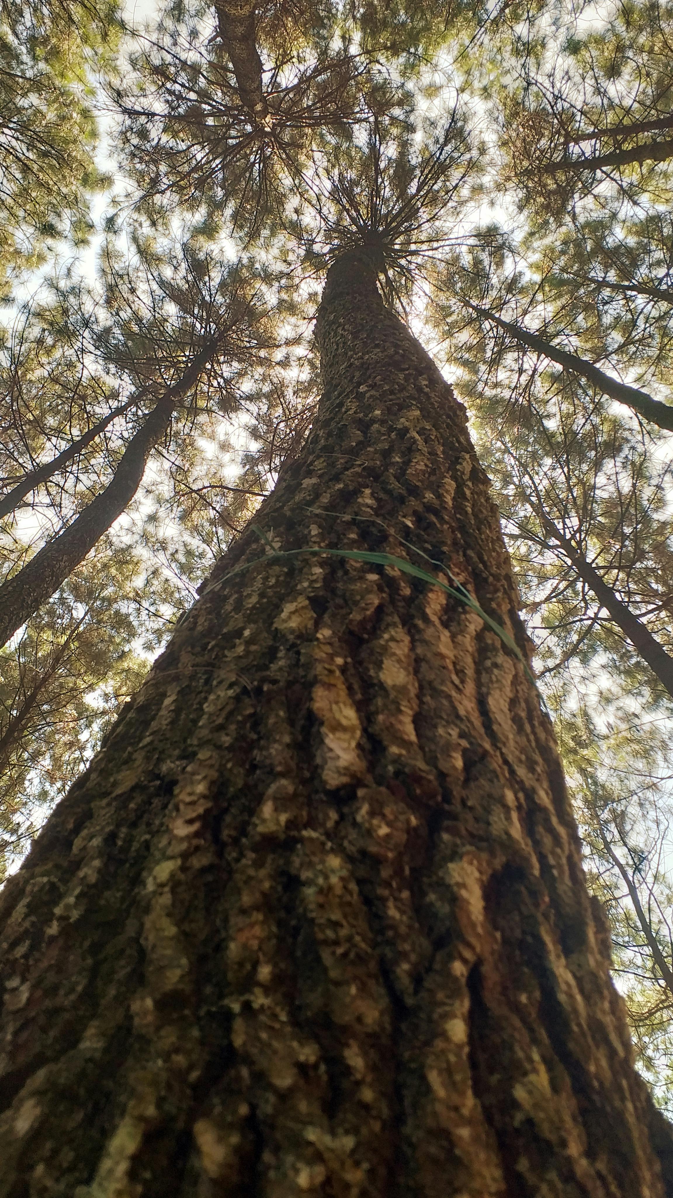 Low Angle View of Tall Pine Tree