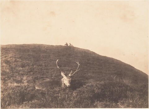 Red Stag Resting on Heather Hillside