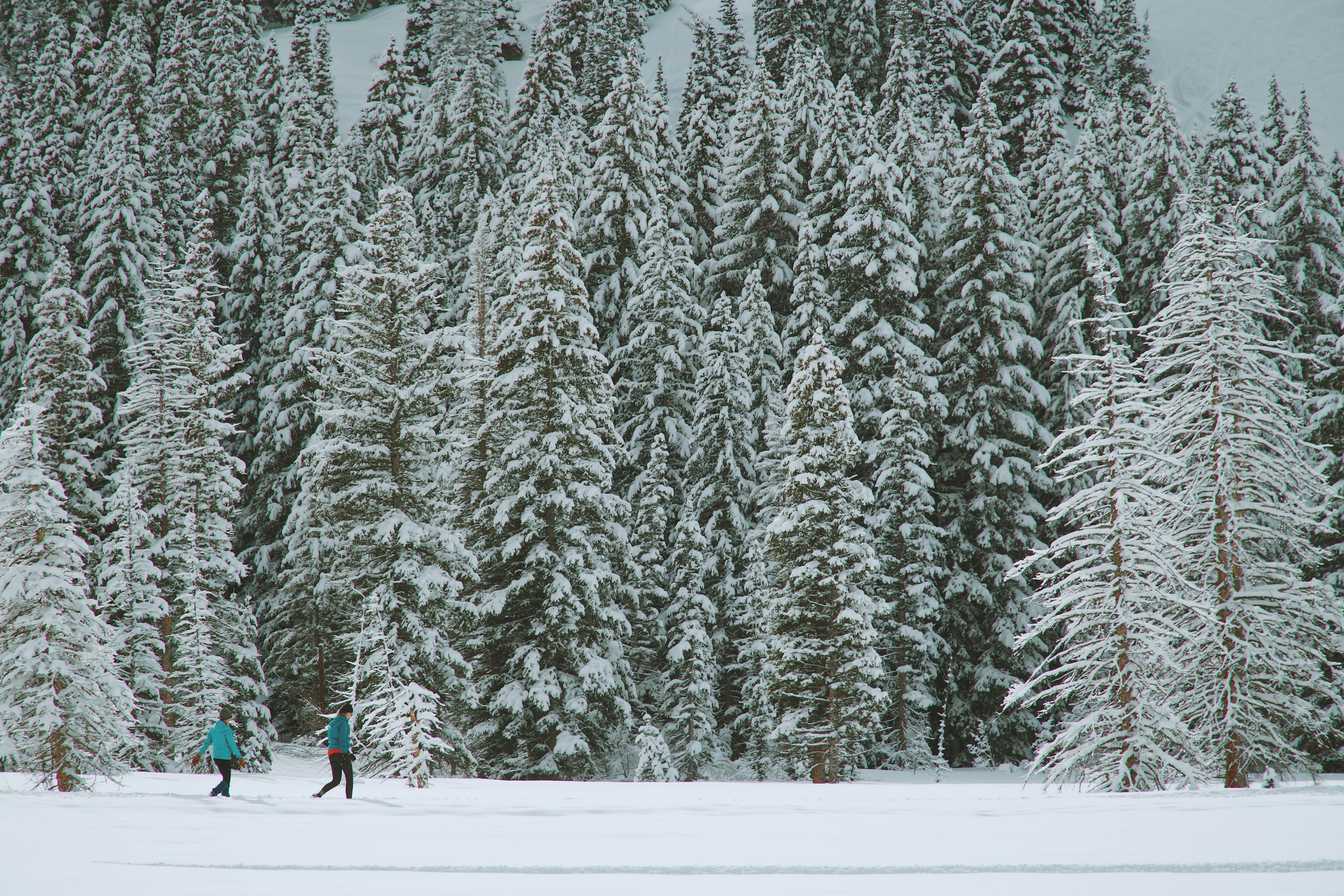 Two People Hiking in Snowy Forest