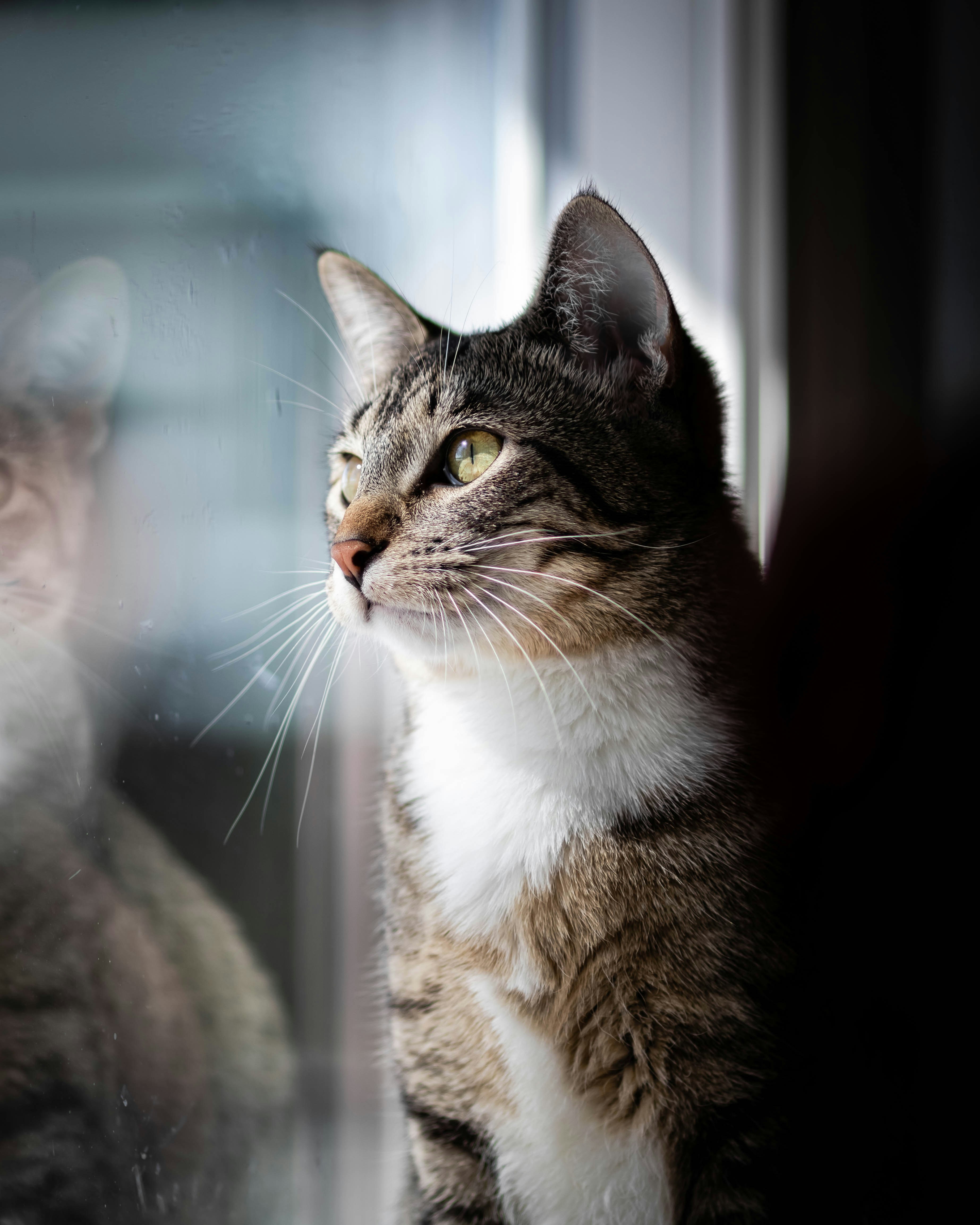 Tabby Cat Gazing Out Window