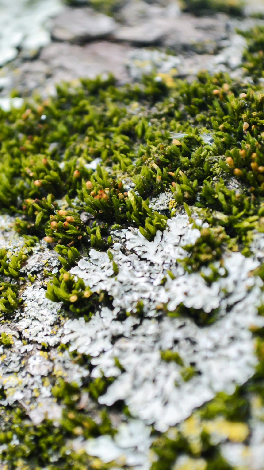 Forest & Flora