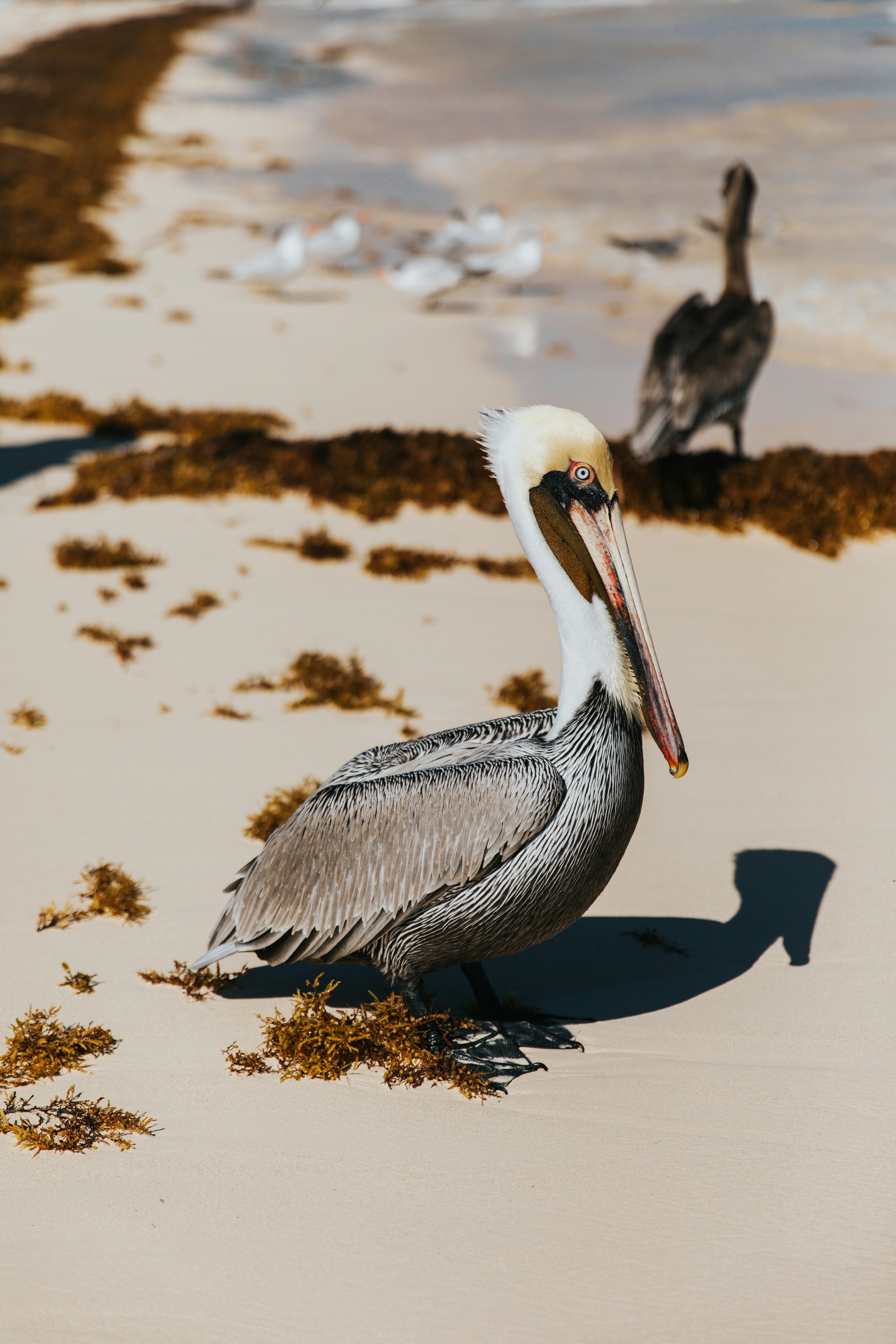 Brown Pelican on Sandy Beach