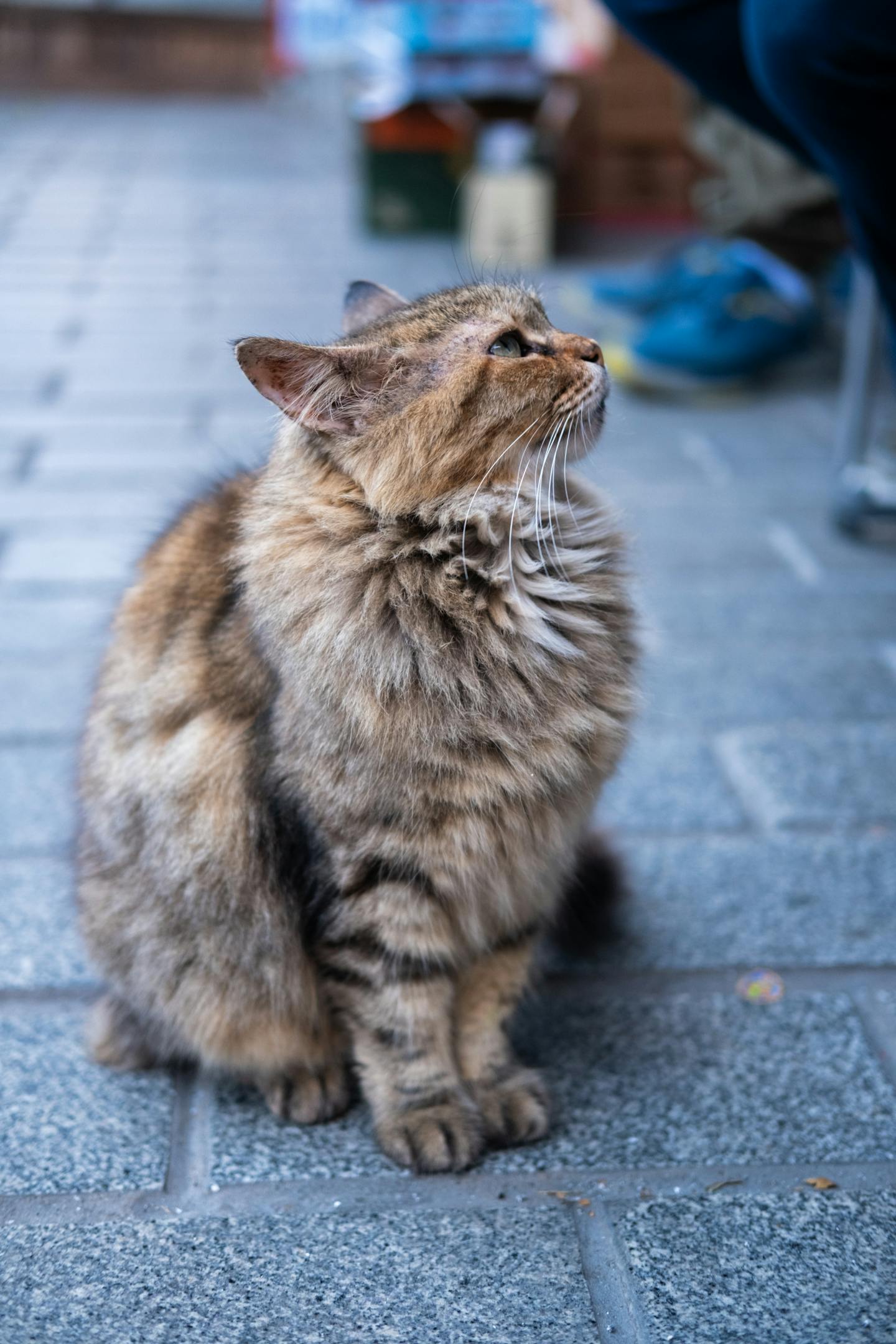 Fluffy Tabby Cat Sitting On Pavement