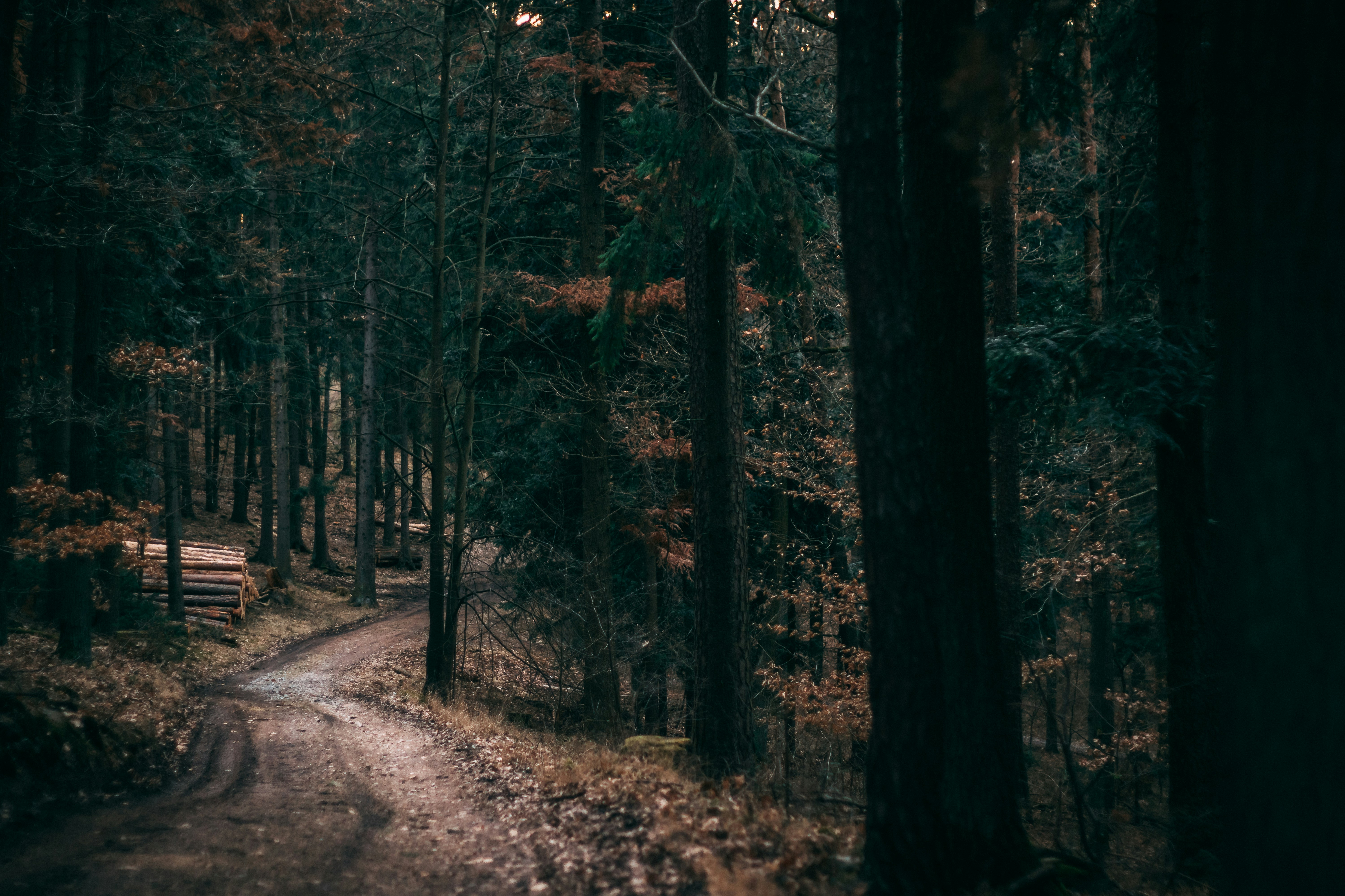 Dirt Road Through Quiet Forest