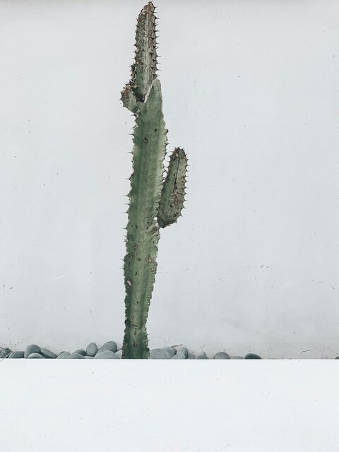 Single Cactus Against White Wall