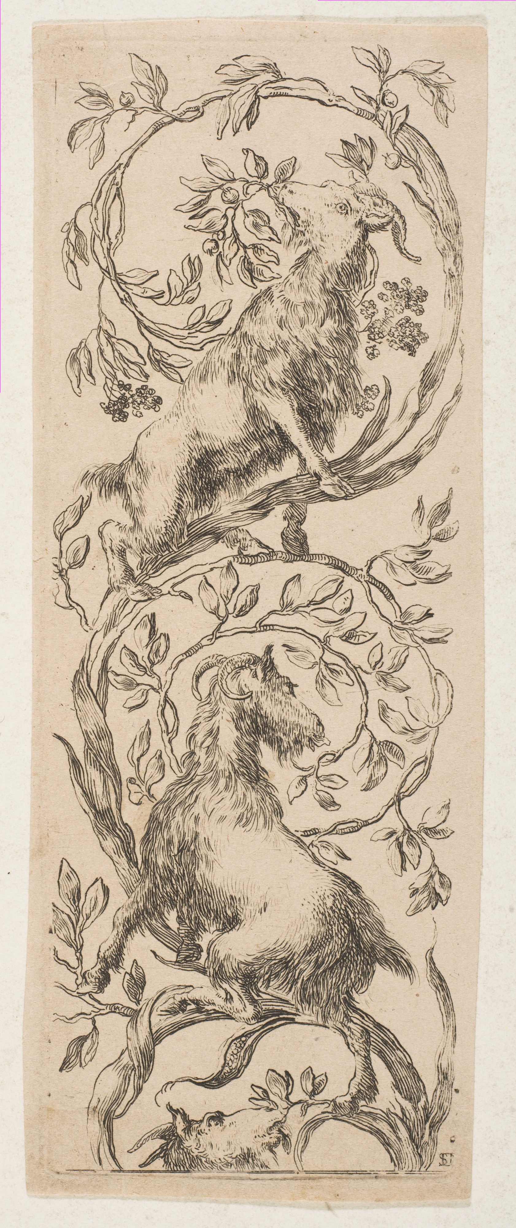 Vintage Etching of Three Goats