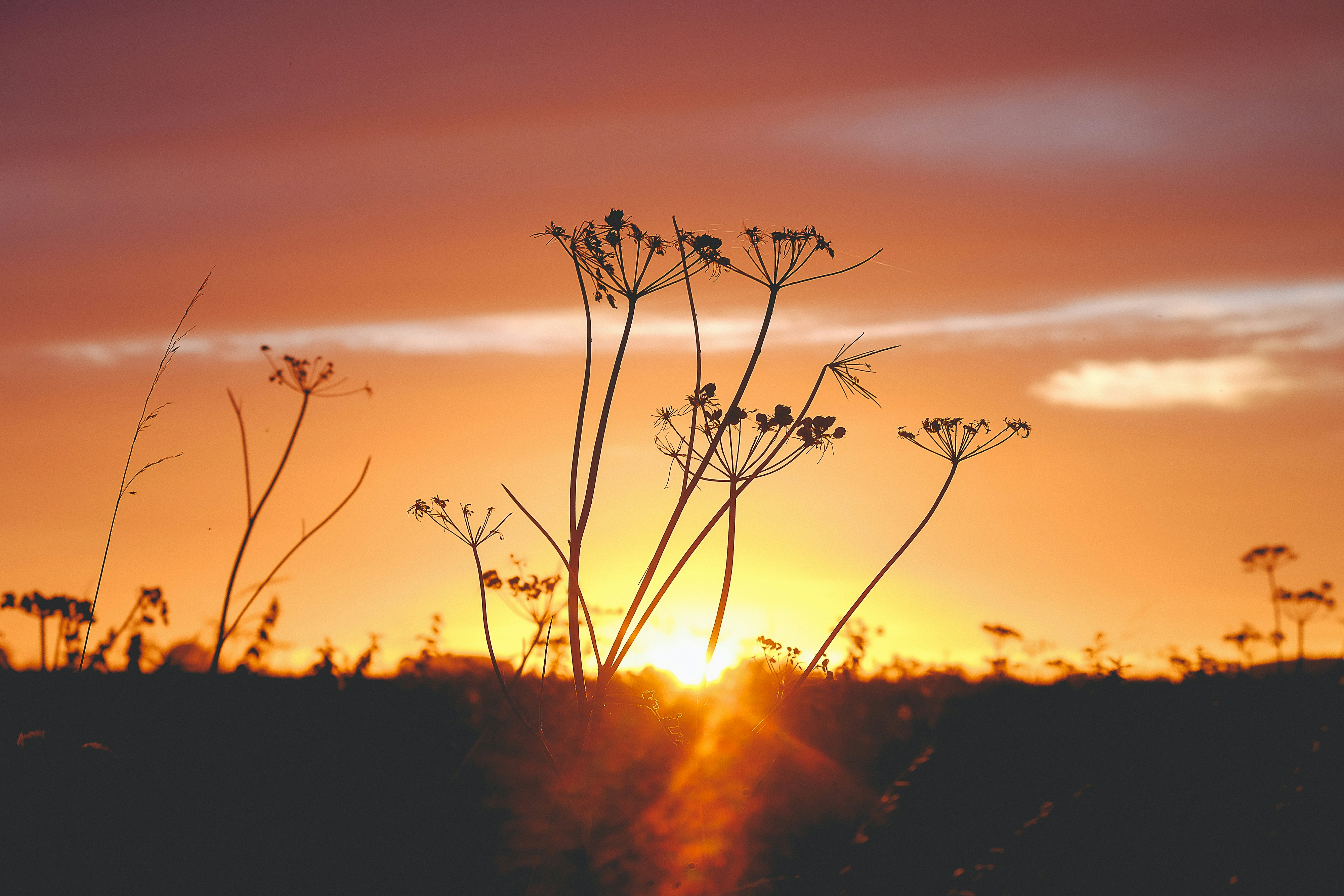 Wild Plants Silhouette at Sunset