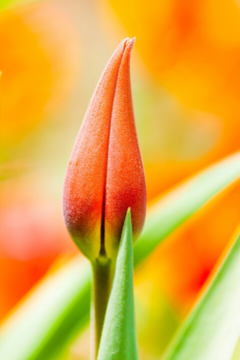 Closed Red Tulip Bud