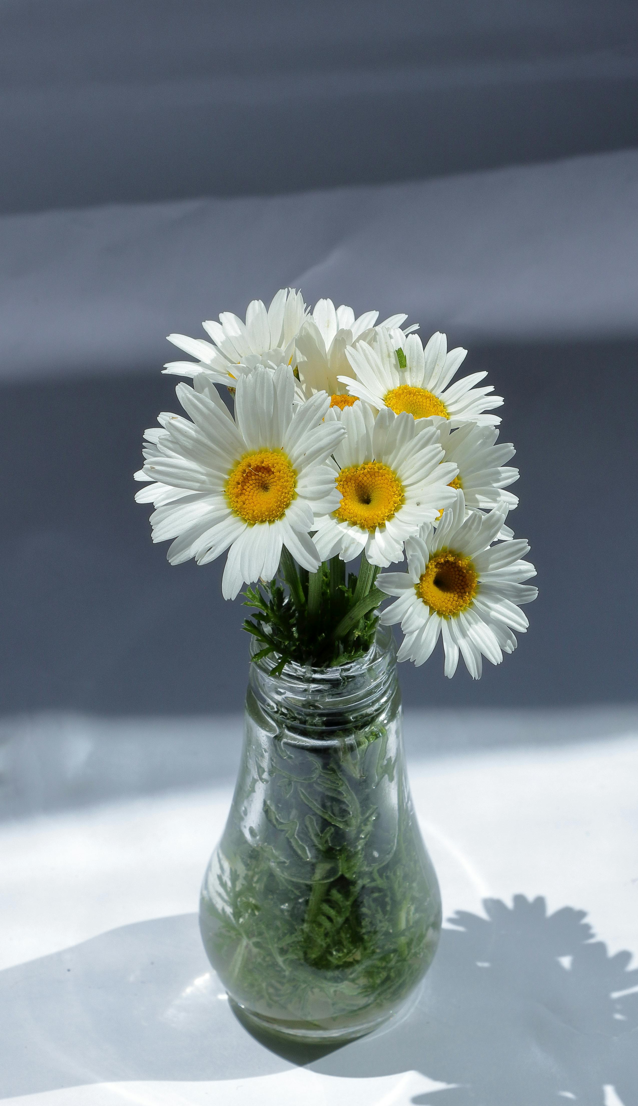 Daisies in Clear Glass Vase