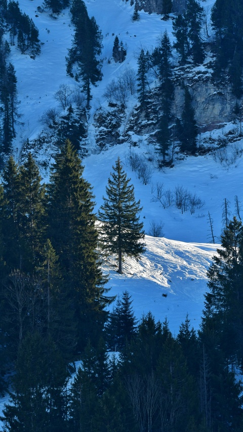 Snowy Mountain Slope with Pines