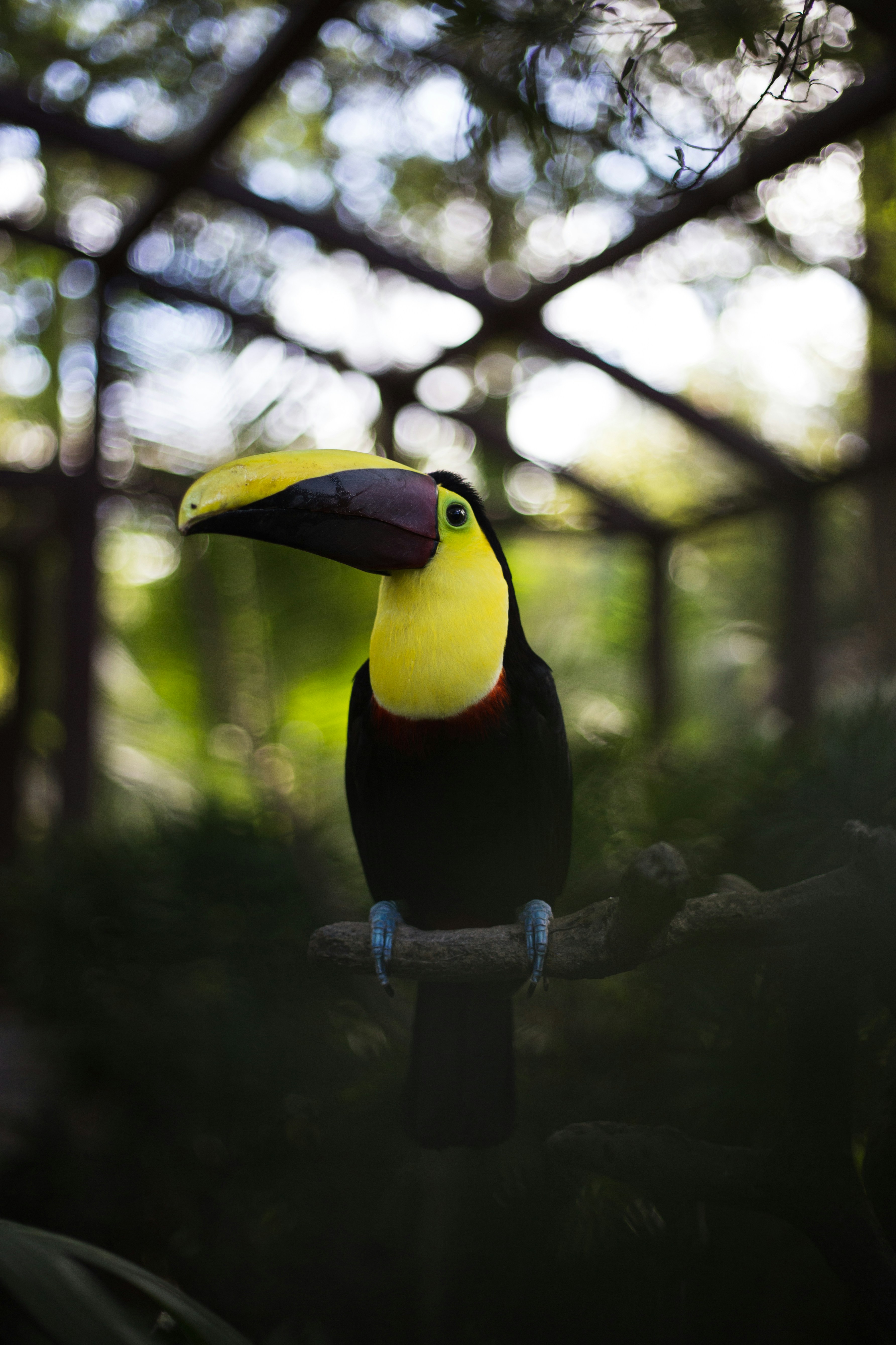 Yellow-throated Toucan Perched on Branch
