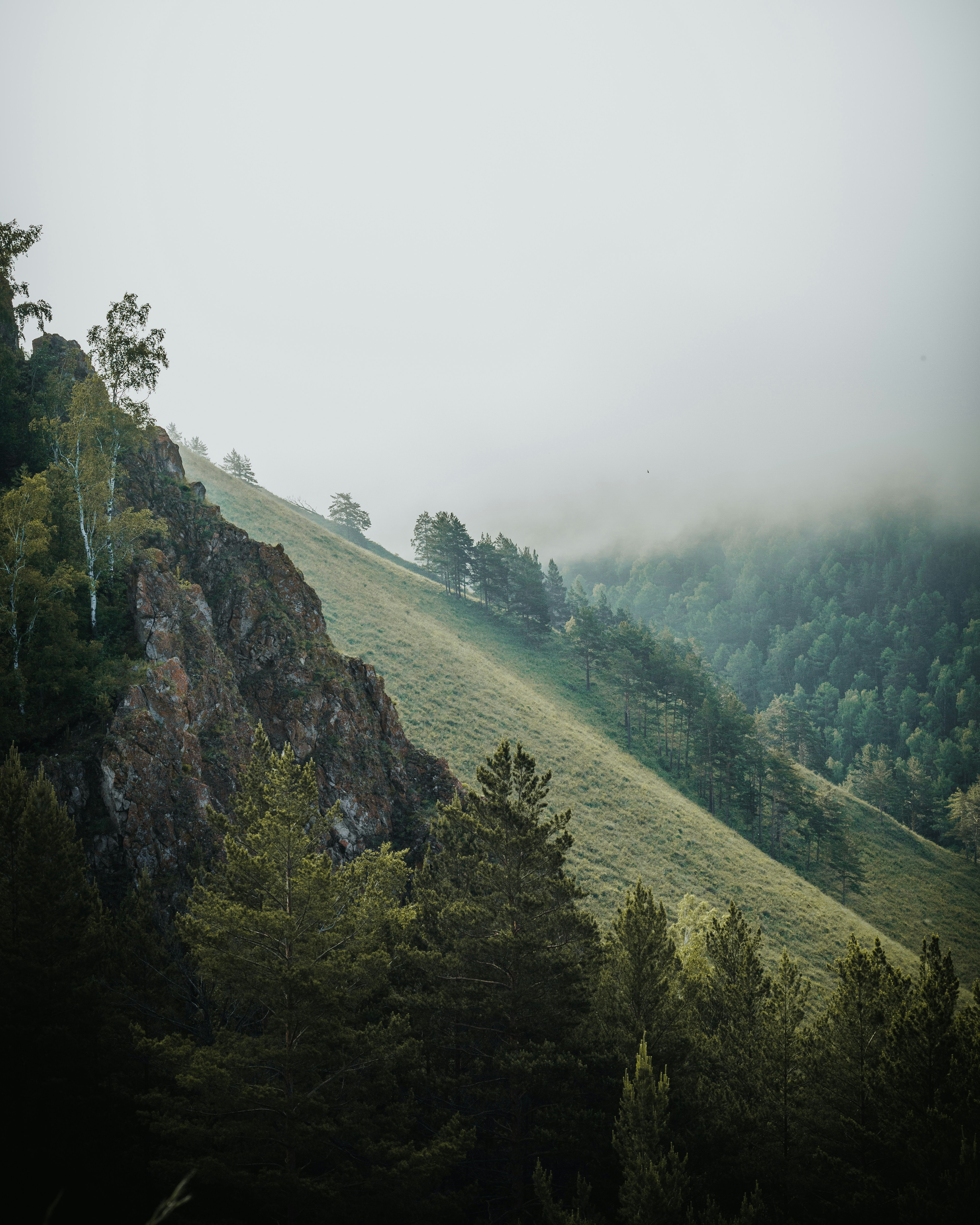 Misty Forested Mountain Slope
