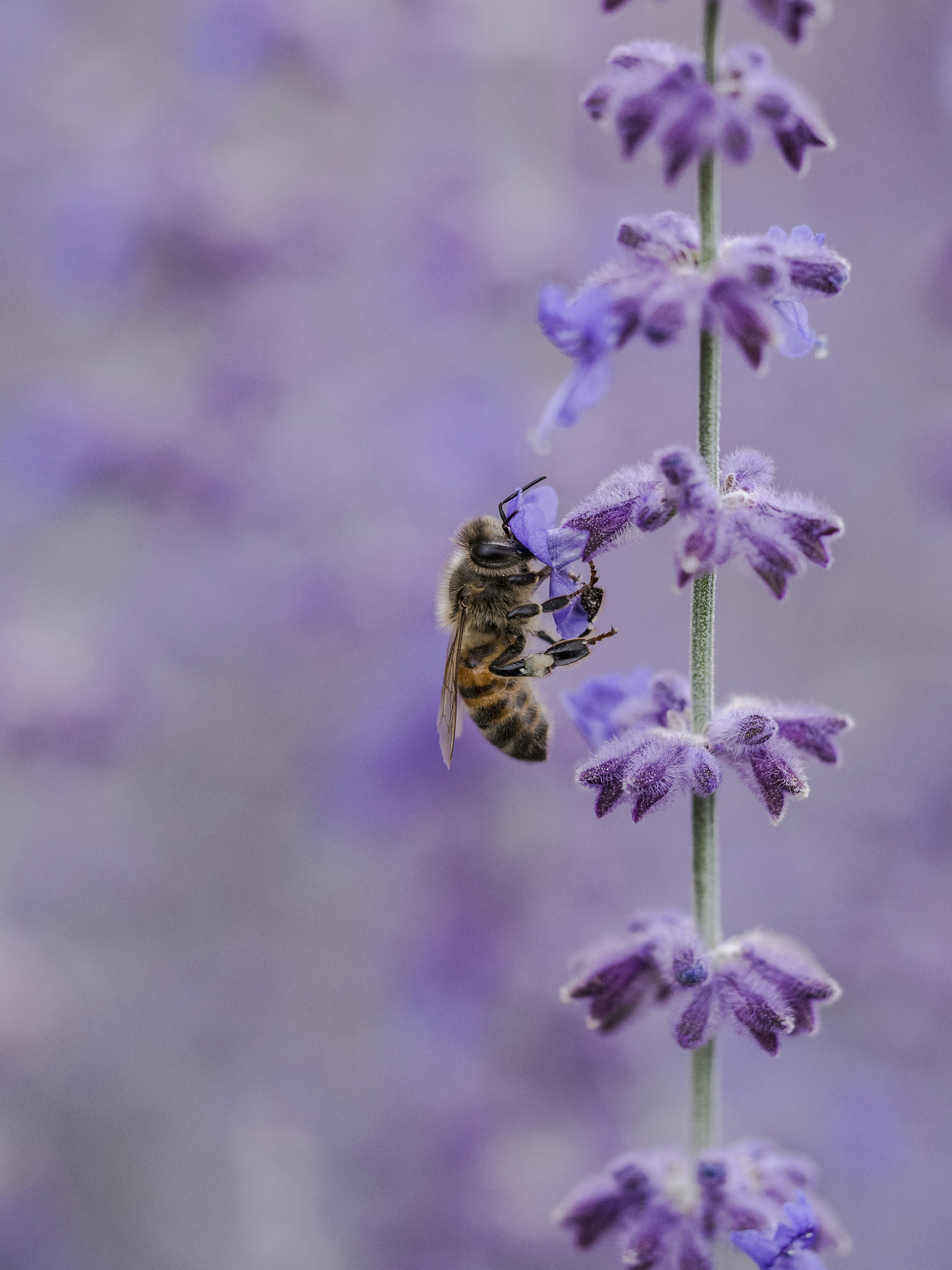 Honey Bee on Purple Lavender