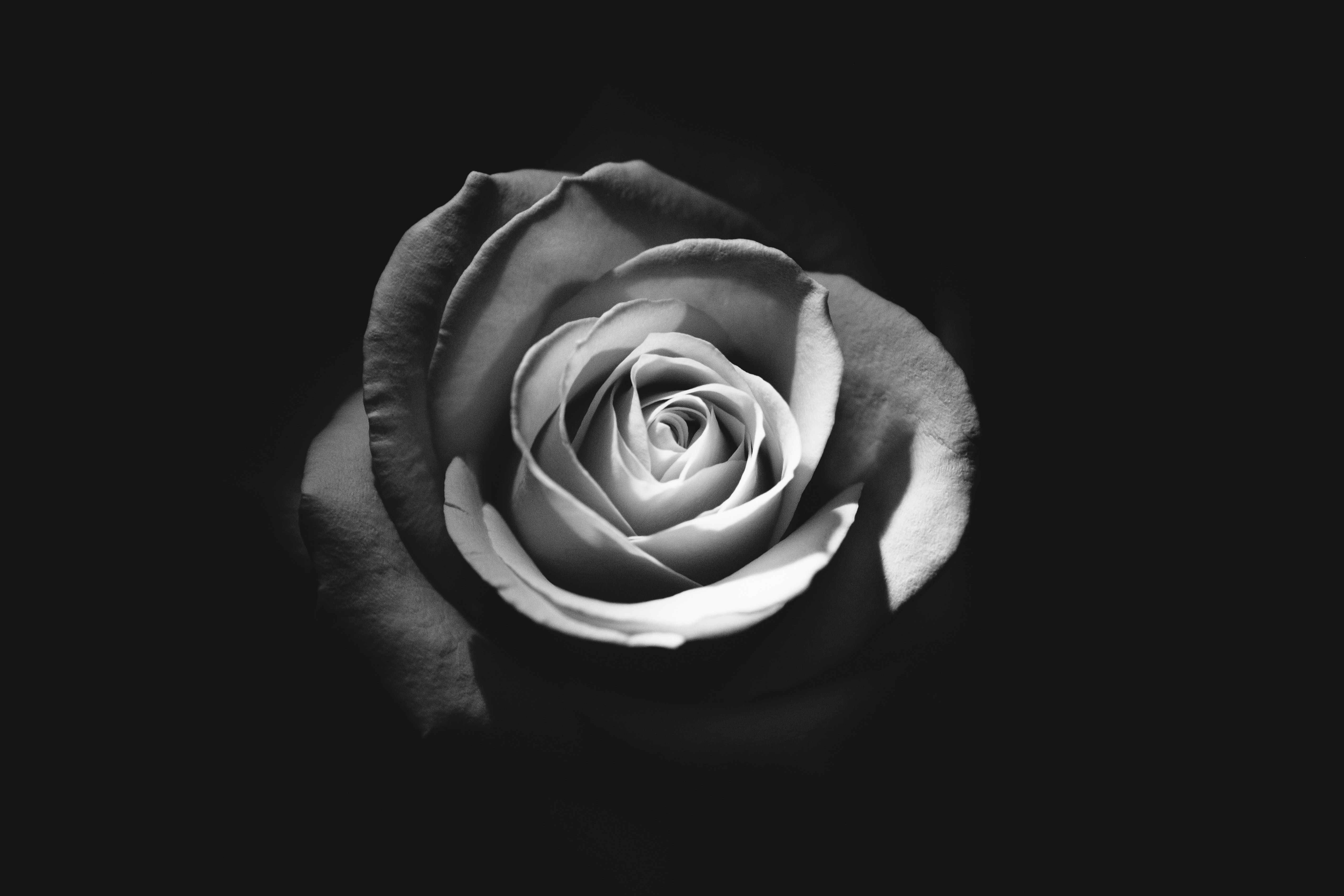 Black and White Rose Close-up