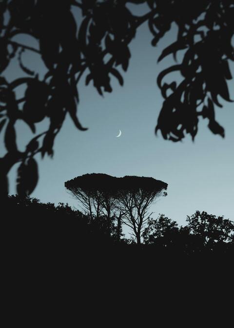 Crescent Moon Over Silhouetted Trees