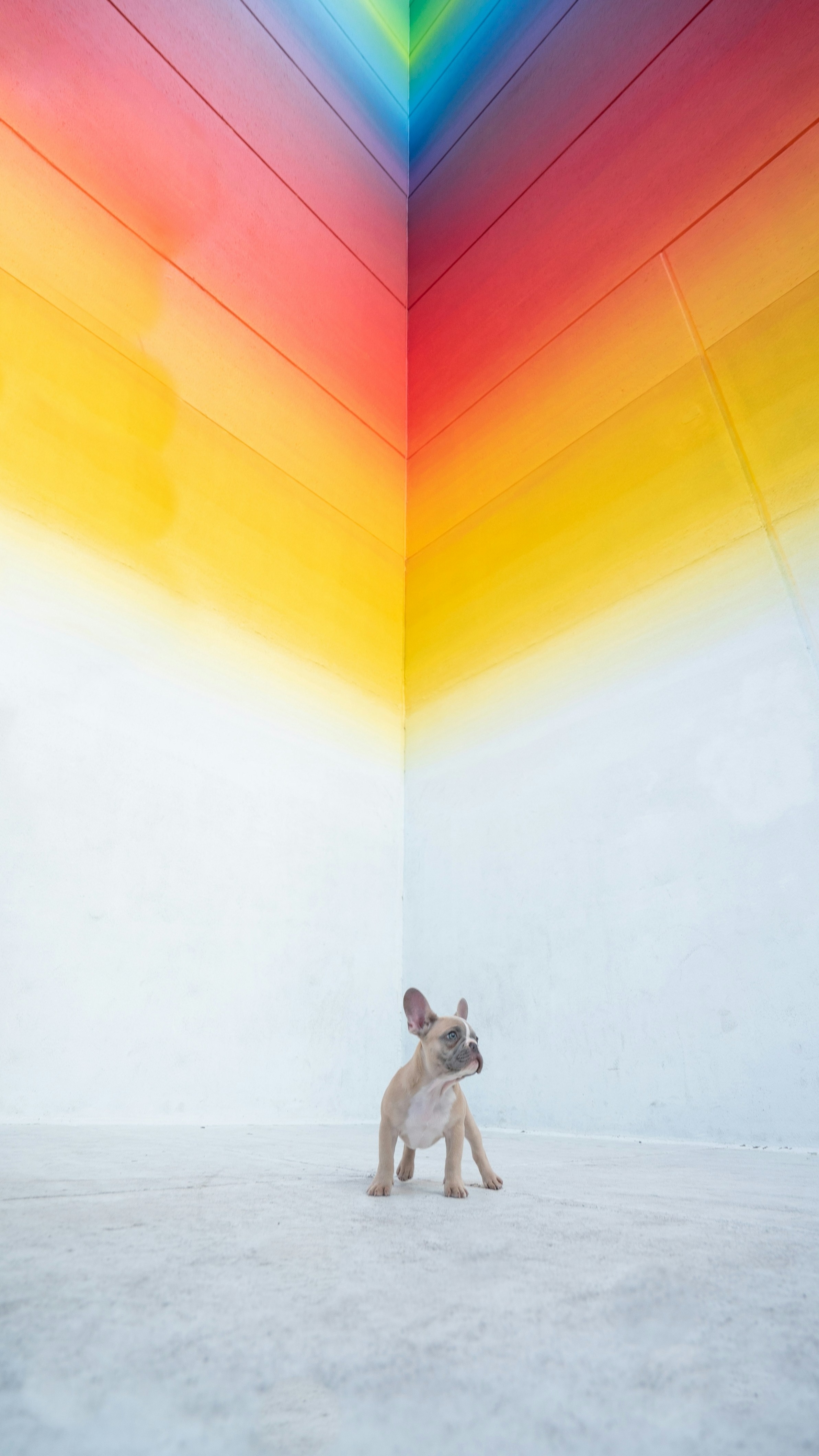 French Bulldog Puppy Against Rainbow Wall