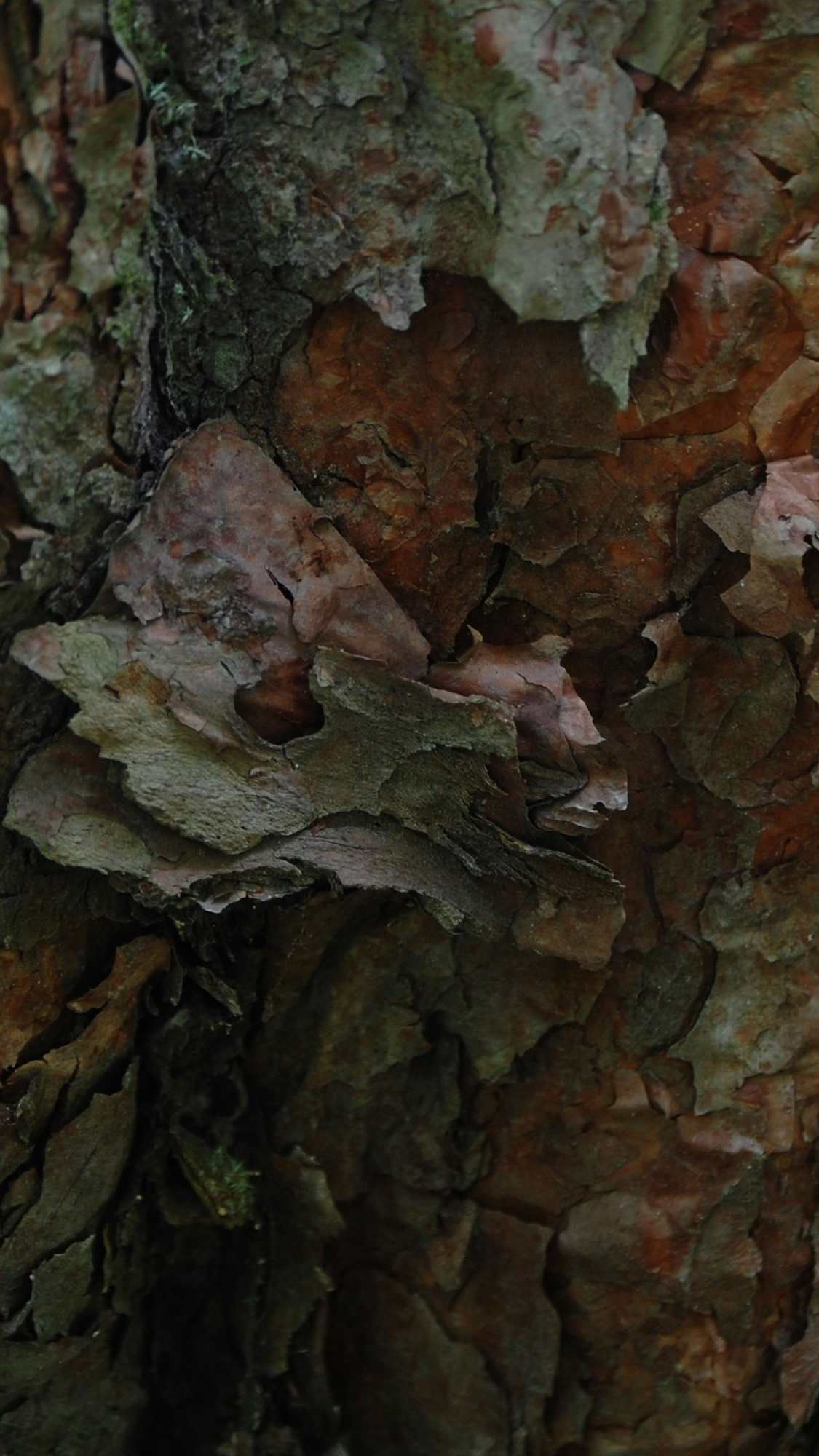 Close Up of Tree Bark Texture