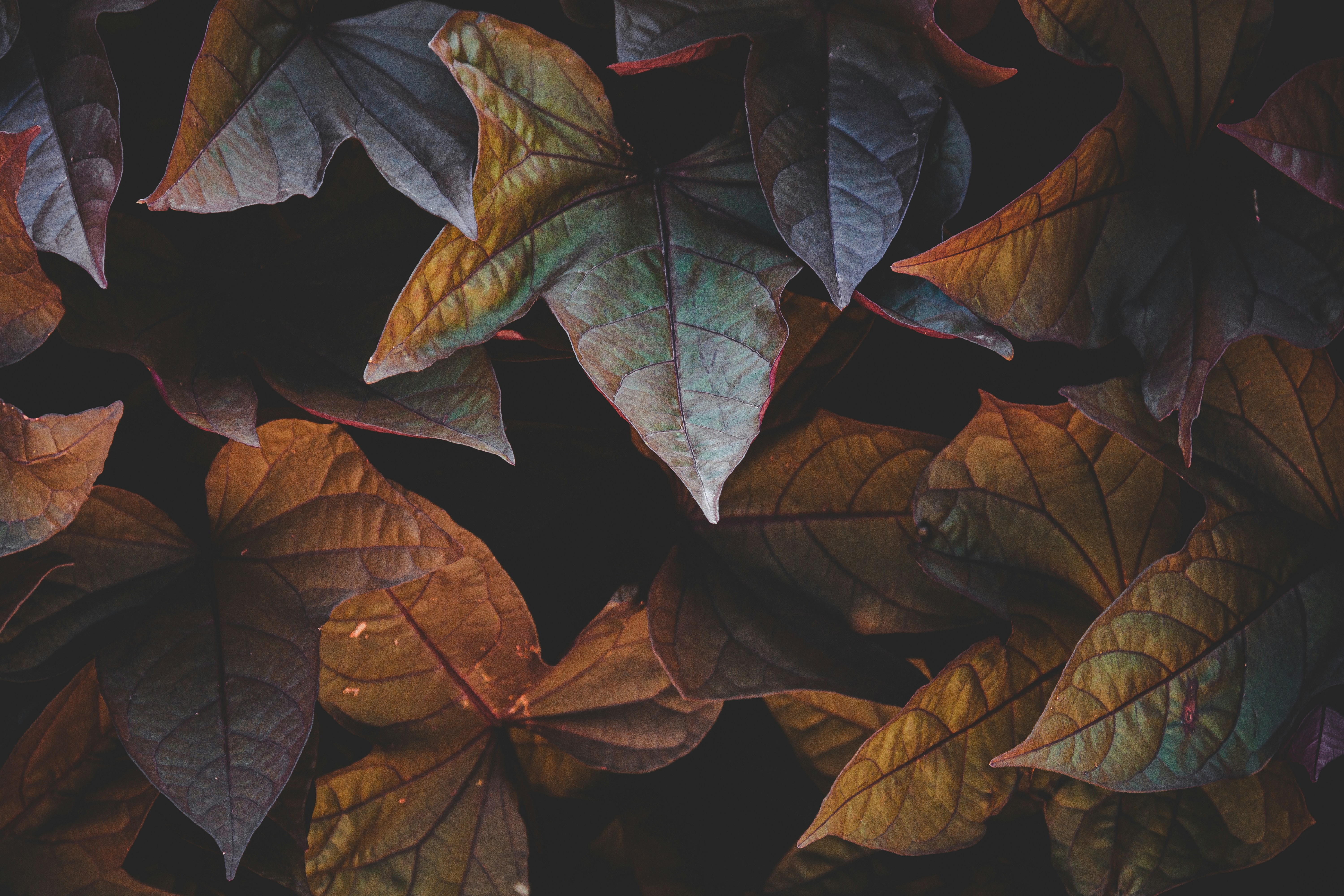 Overlapping Dark Toned Leaves — Background Images