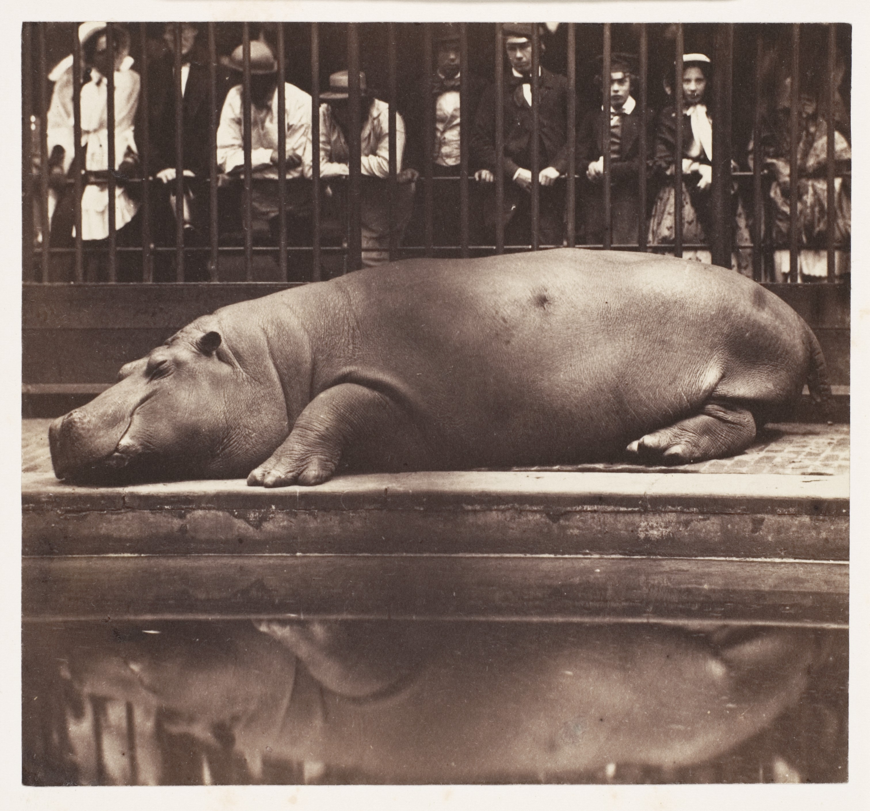 Sleeping Hippo in Vintage Zoo