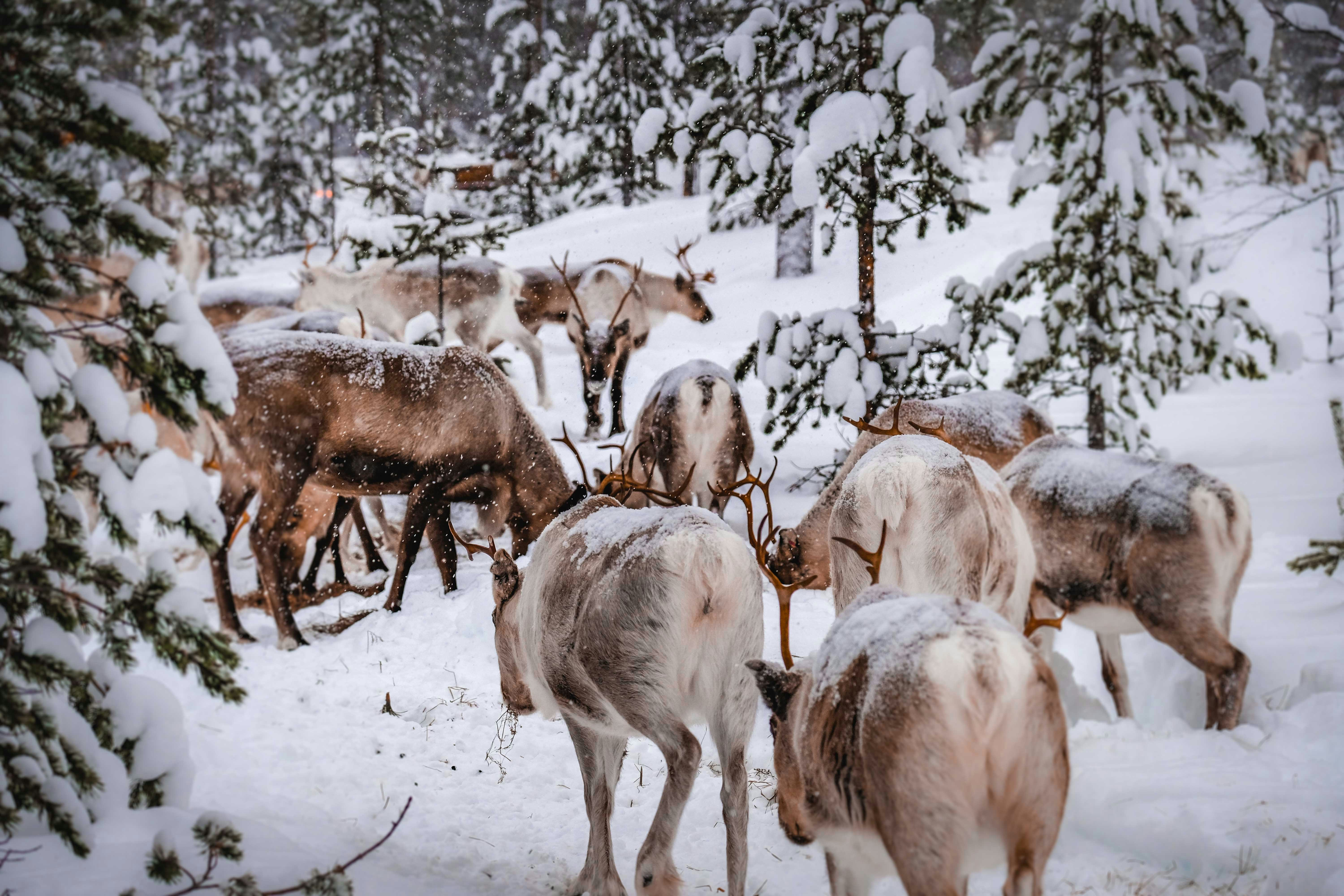 Reindeer Herd in Snowy Forest