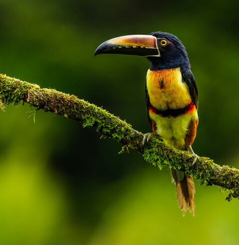 Toucan Perched on Mossy Branch