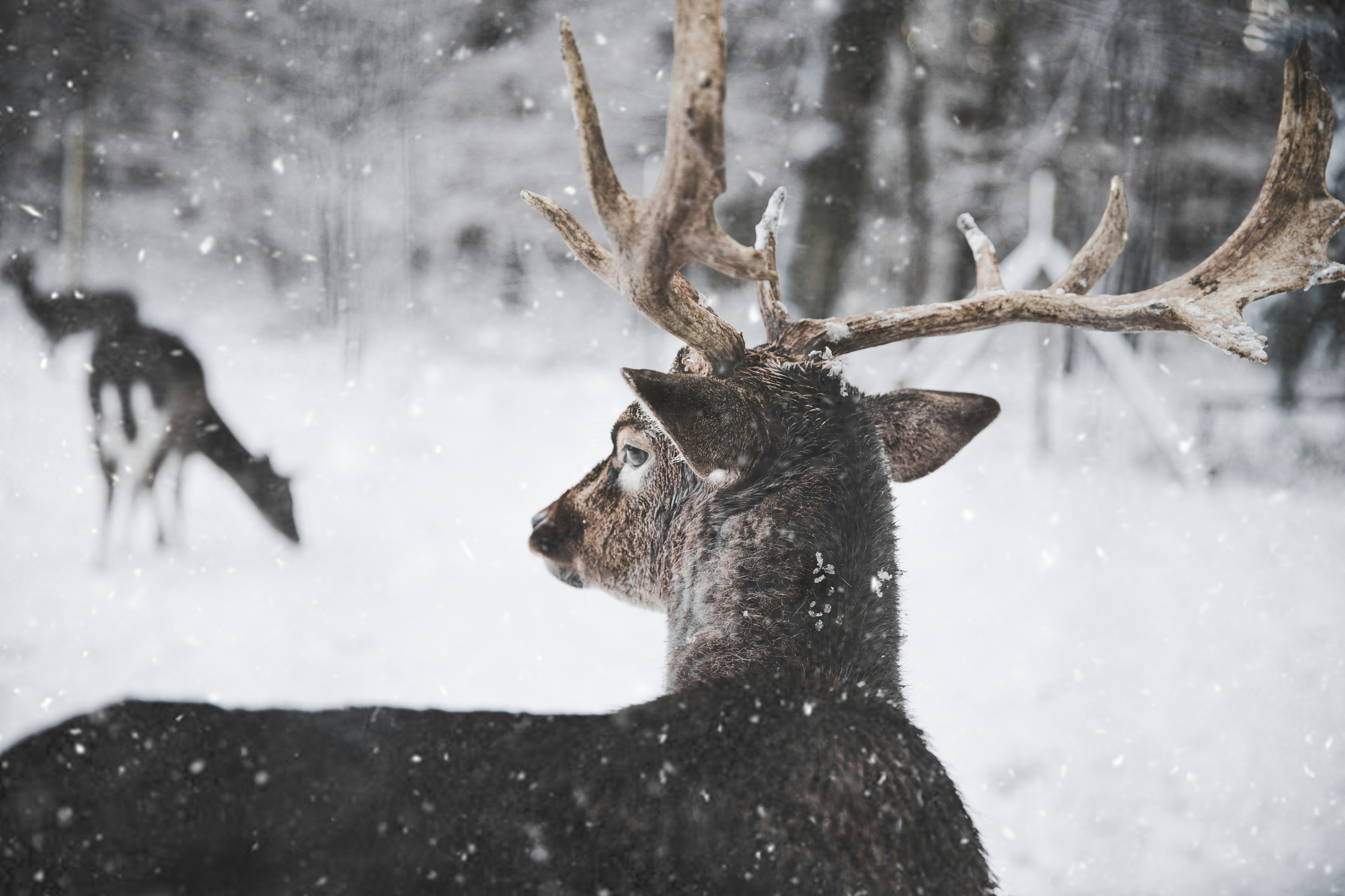 Stag in Snowy Winter Woods