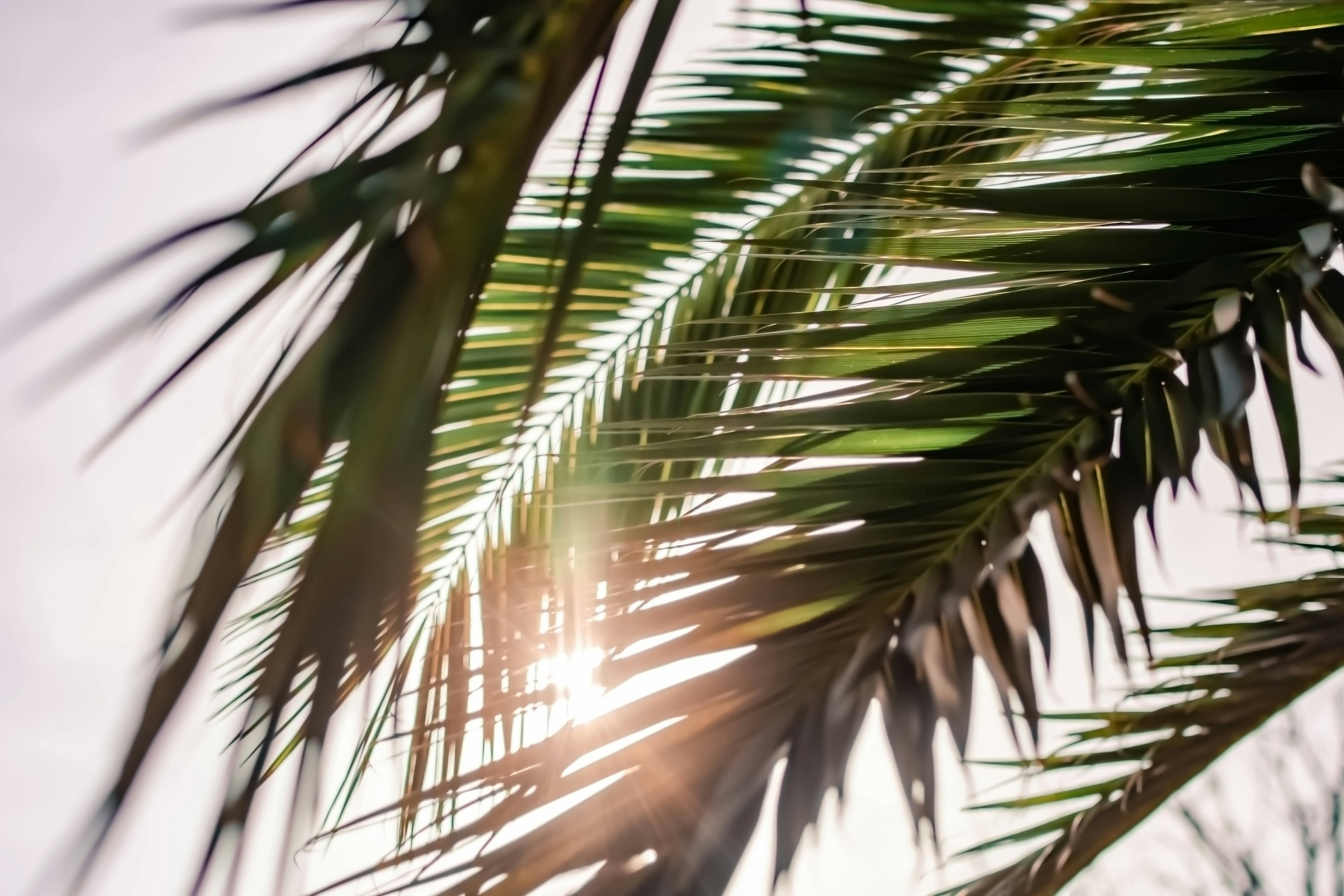 Sunlight Through Palm Fronds