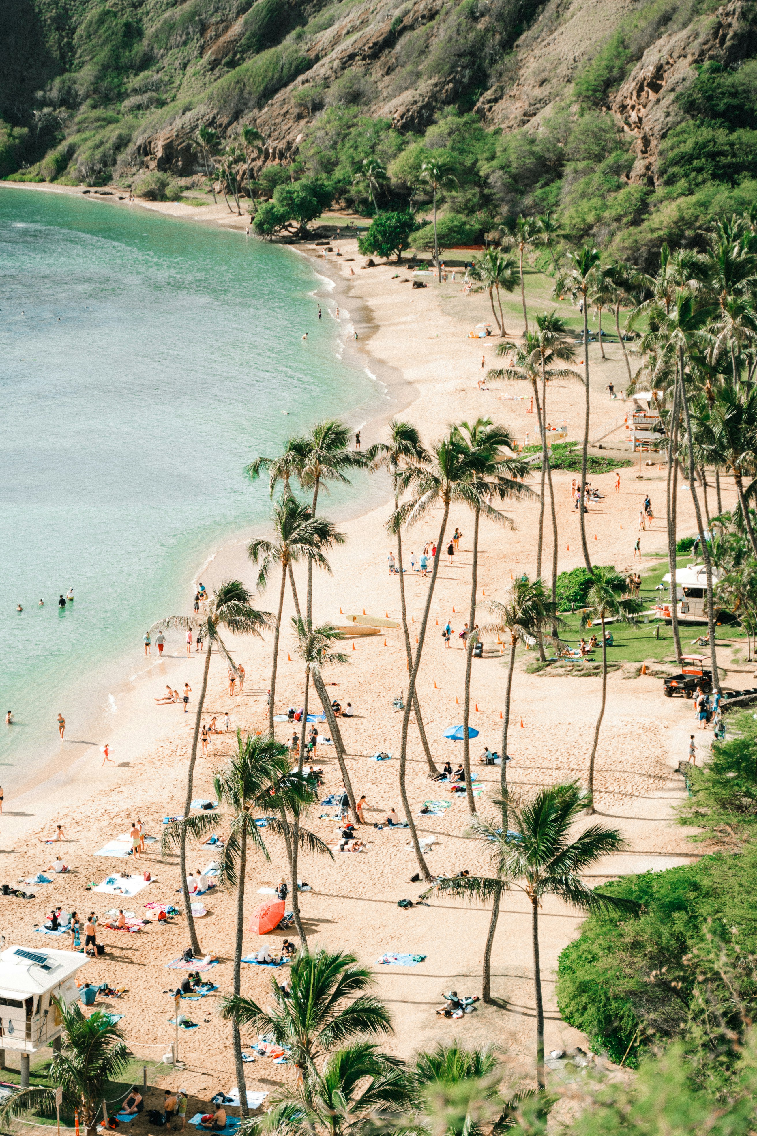 Palm Tree Lined Tropical Beach