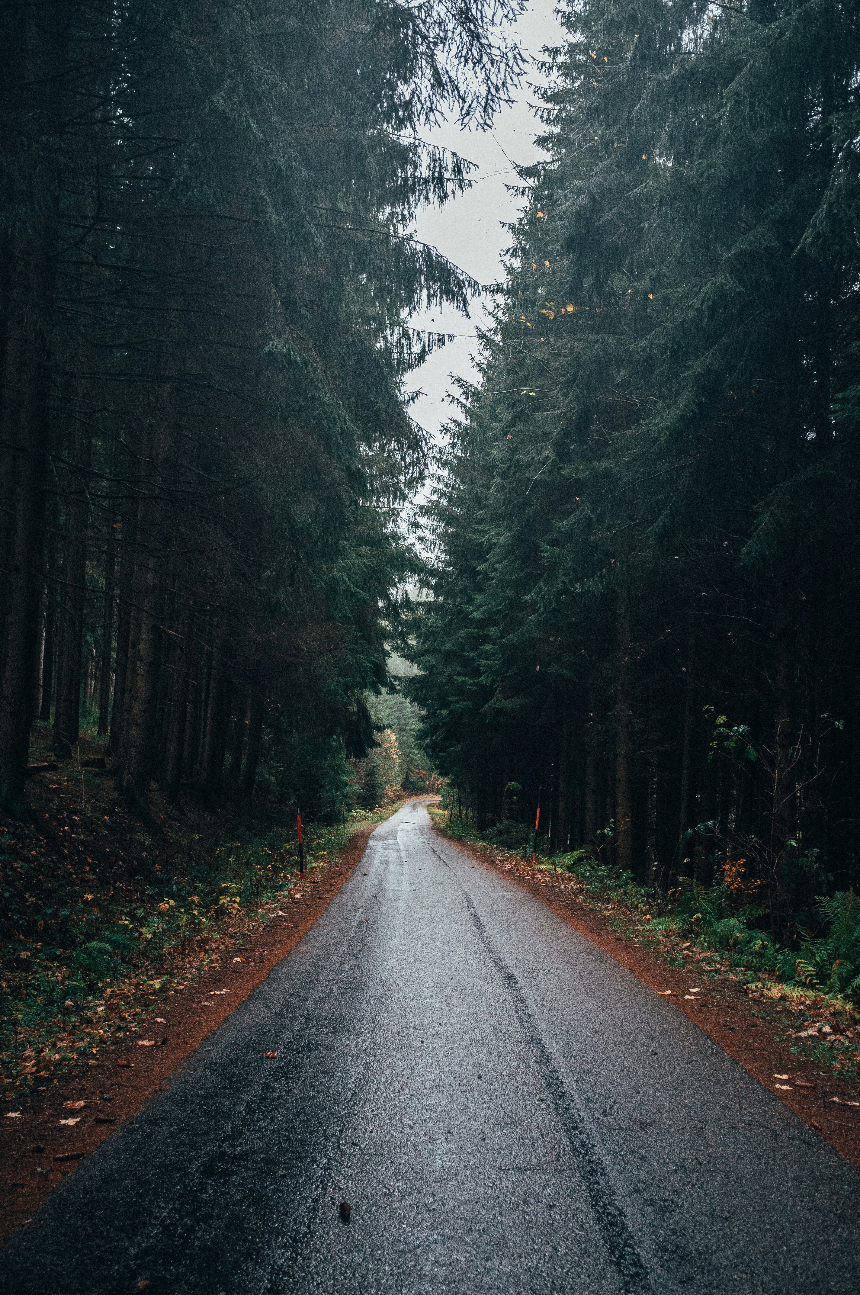 Wet Road Through Misty Forest