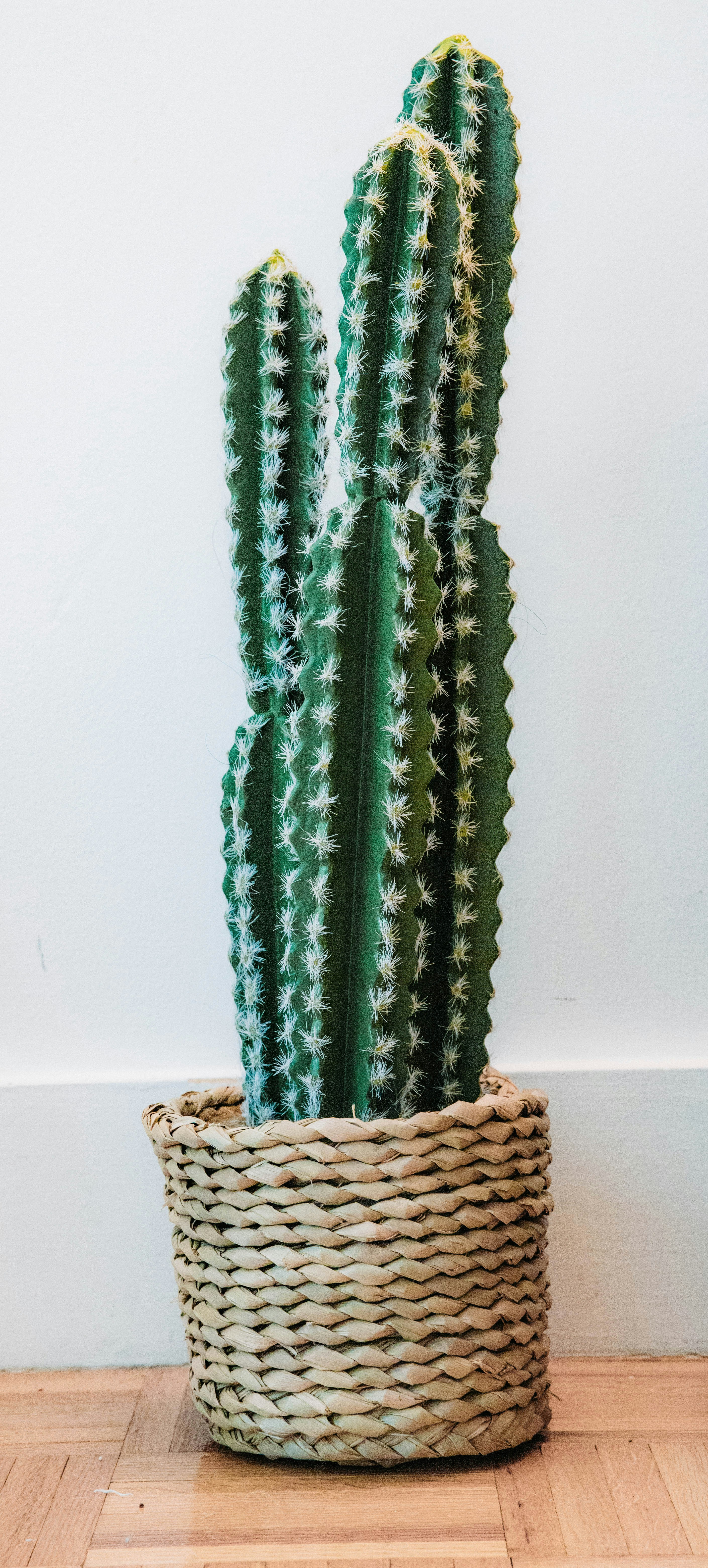 Indoor Potted Columnar Cactus