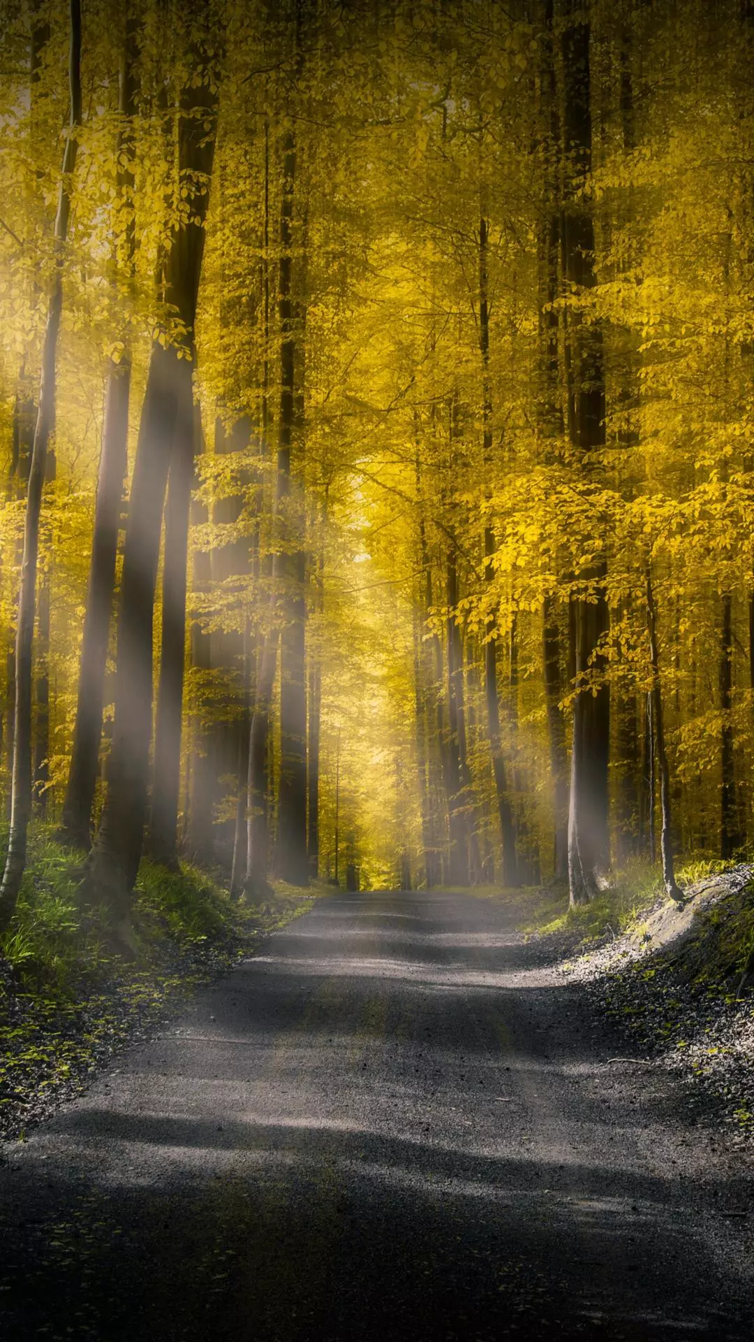 Wallpapers