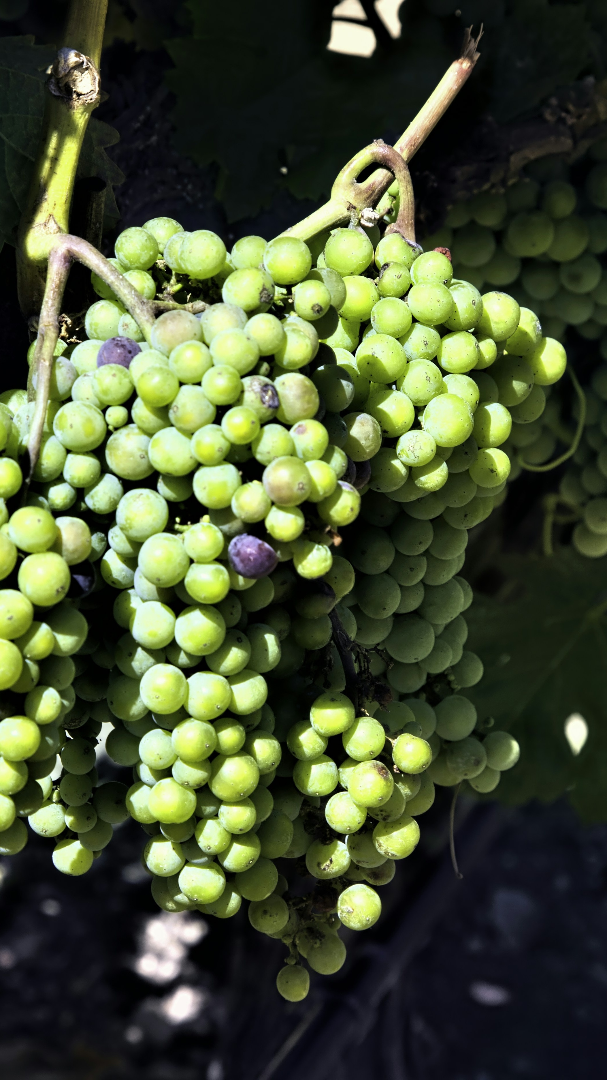Unripe Green Grapes on Vine