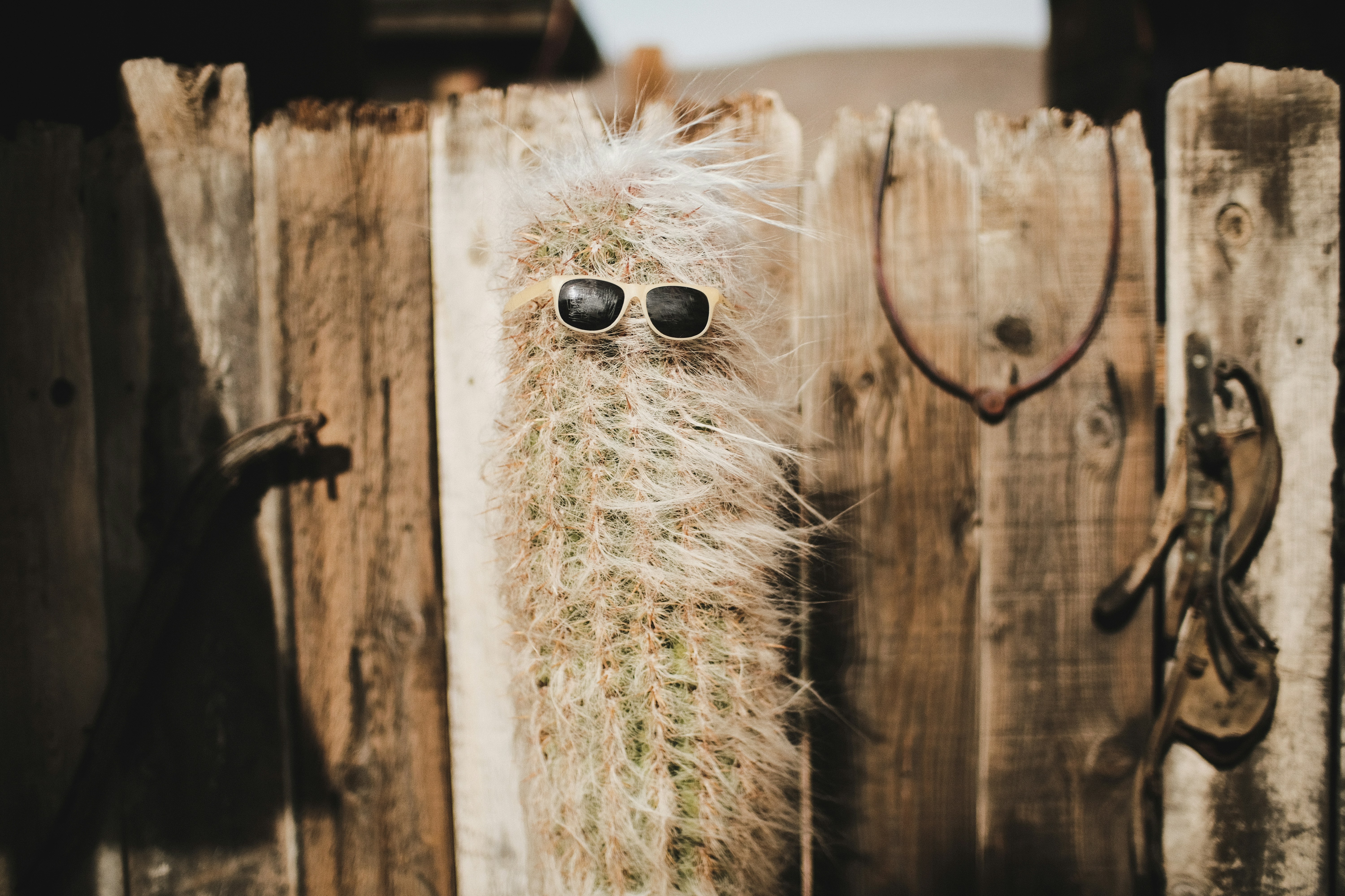 Cactus Wearing Sunglasses by Wooden Fence