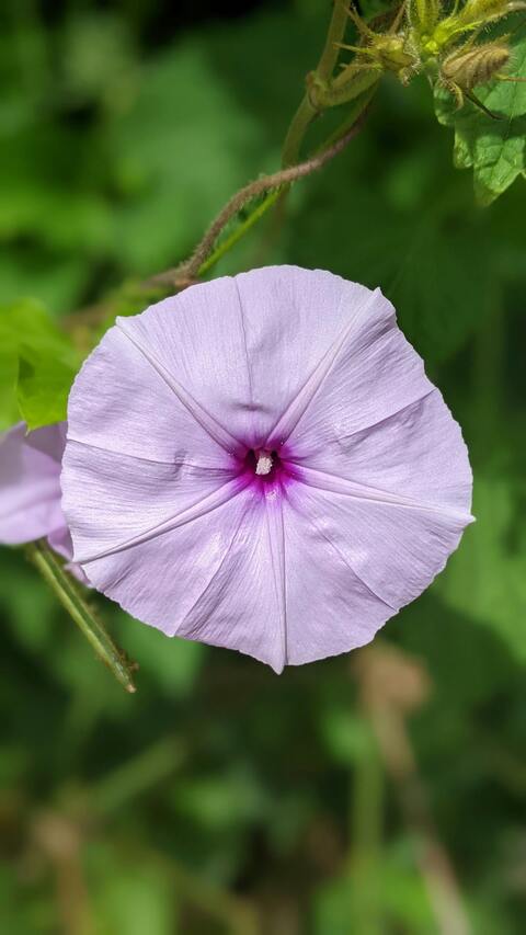 Pale Purple Morning Glory Flower