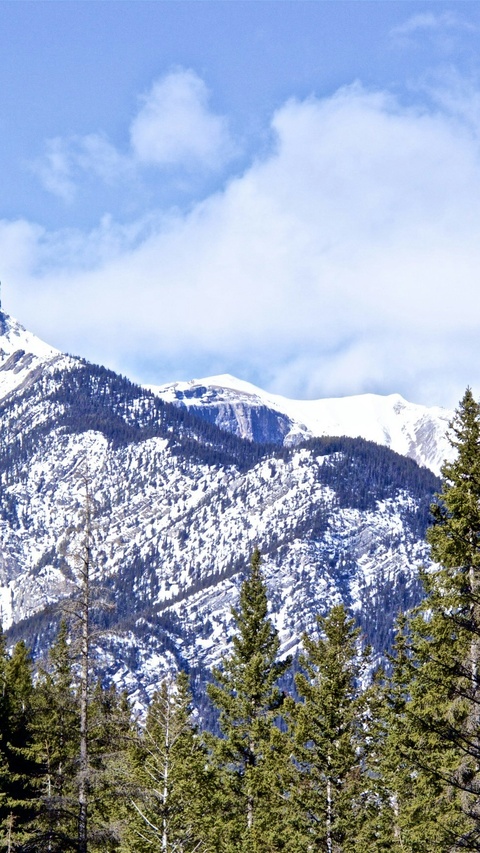 Snowy Mountain Pine Forest Landscape