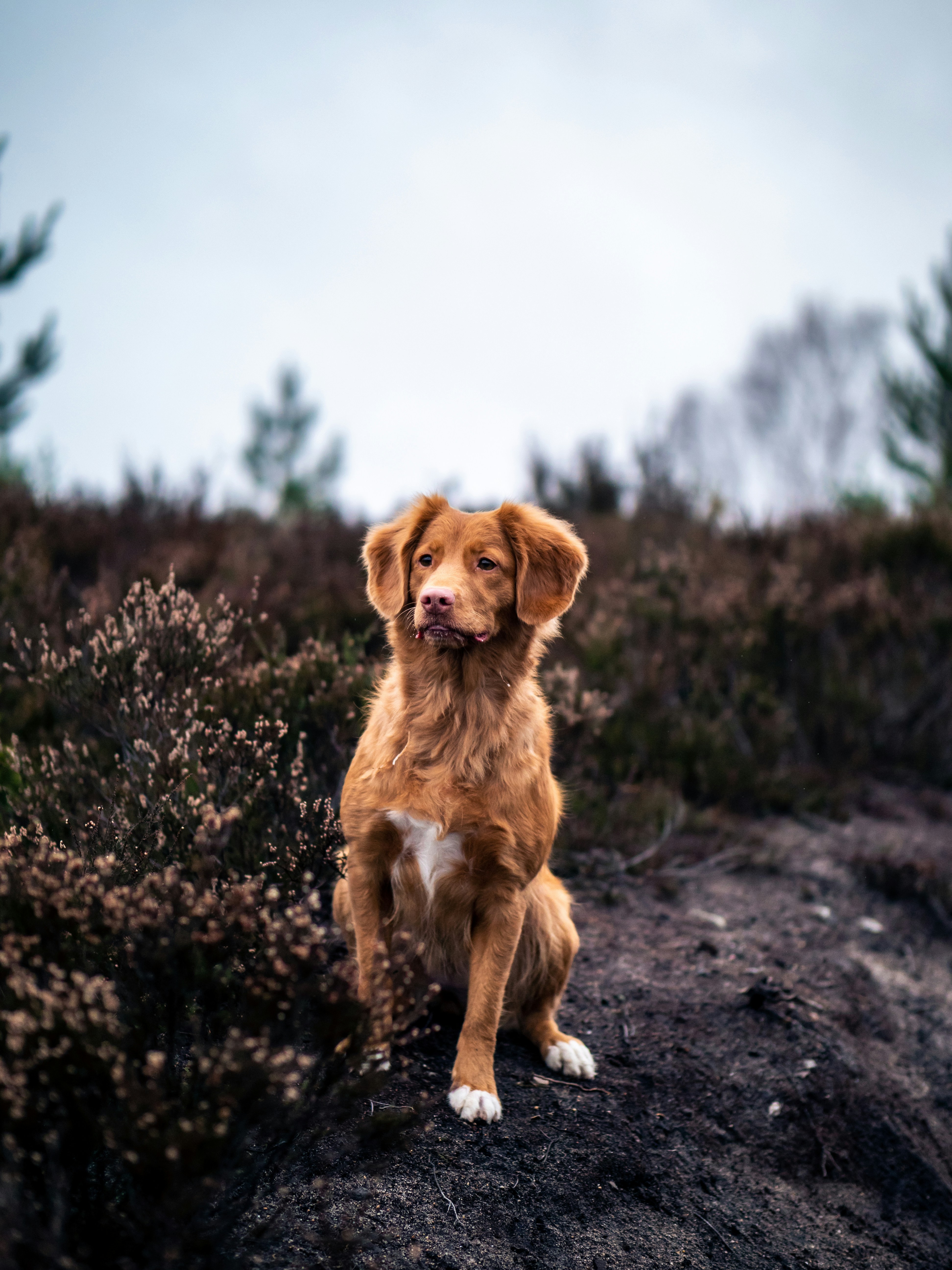 Ginger Retriever Sitting on Hillside — Phone Backgrounds