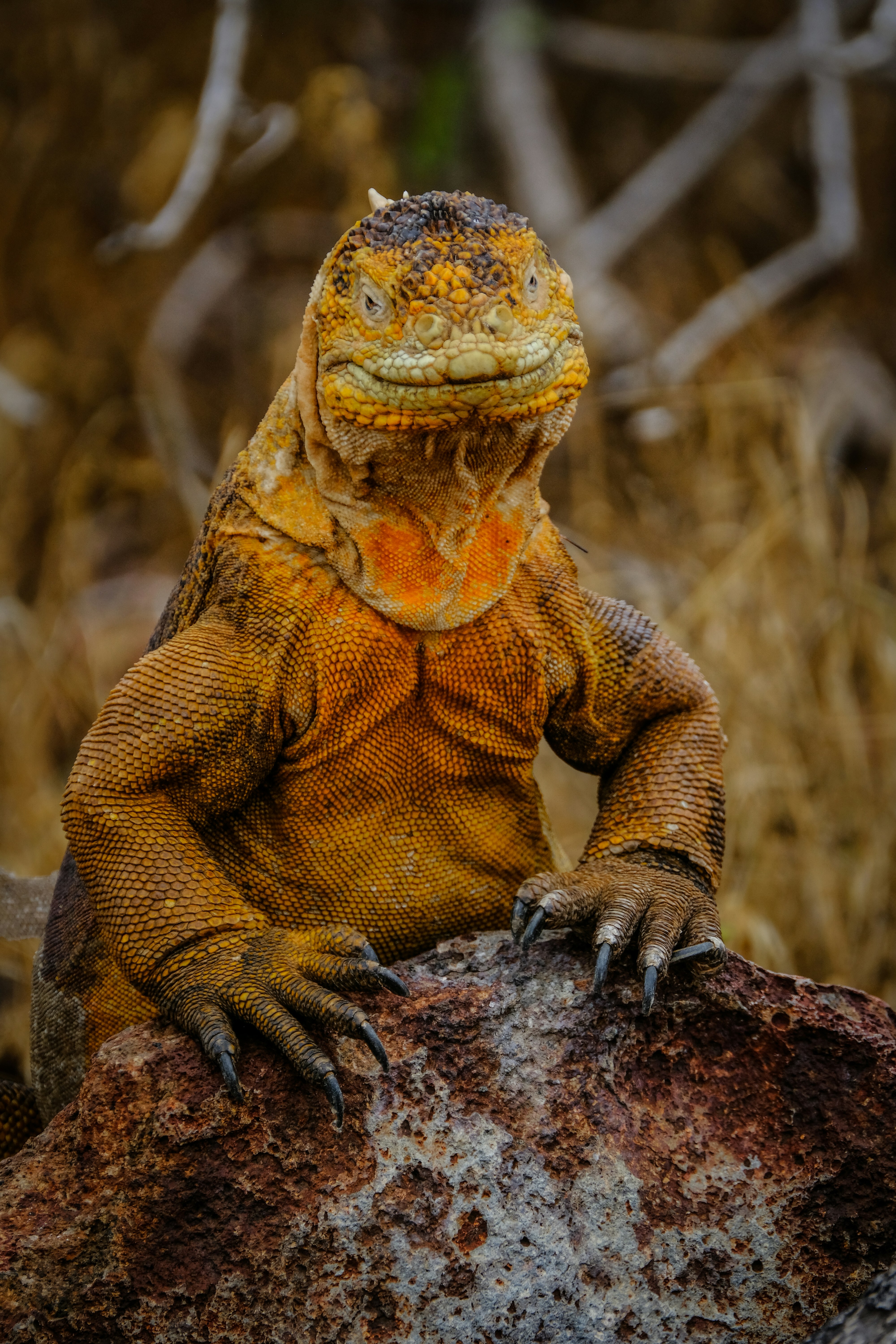 Land Iguana Perched on Rock