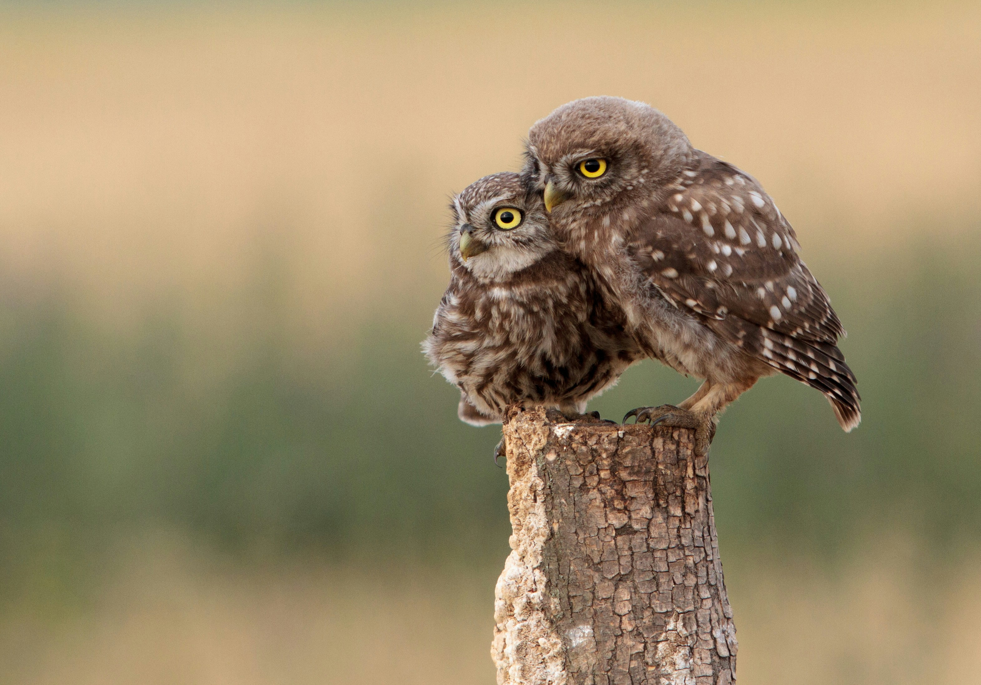Two Little Owls Perched on Tree Stump