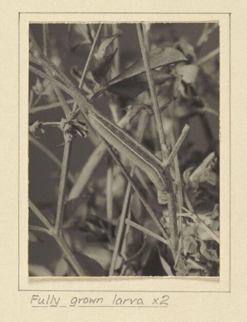 Fully Grown Larva on Plant Stems