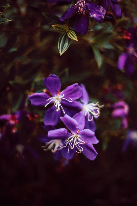 Purple Wild Flowers Close Up