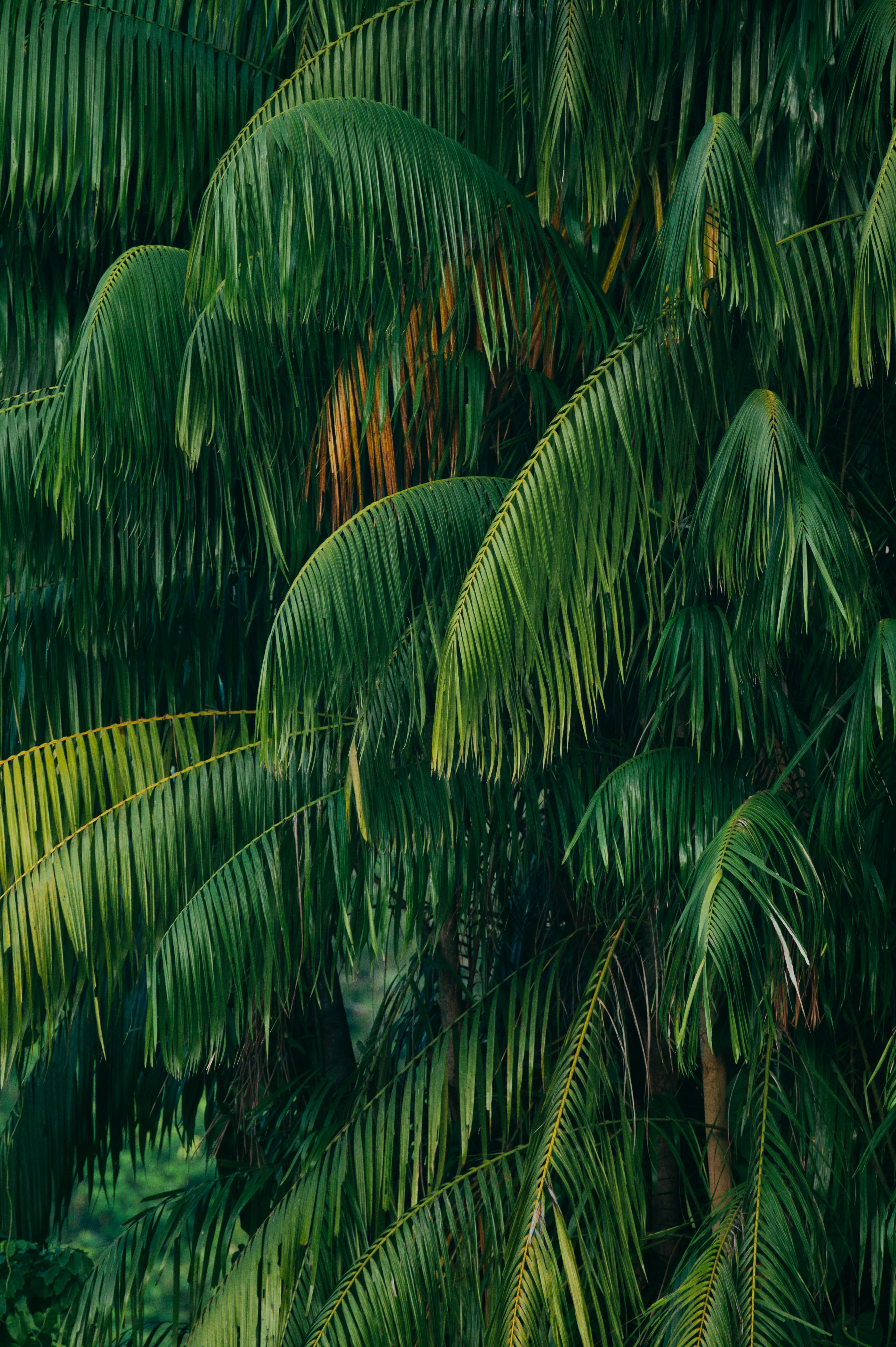Lush Dense Palm Foliage