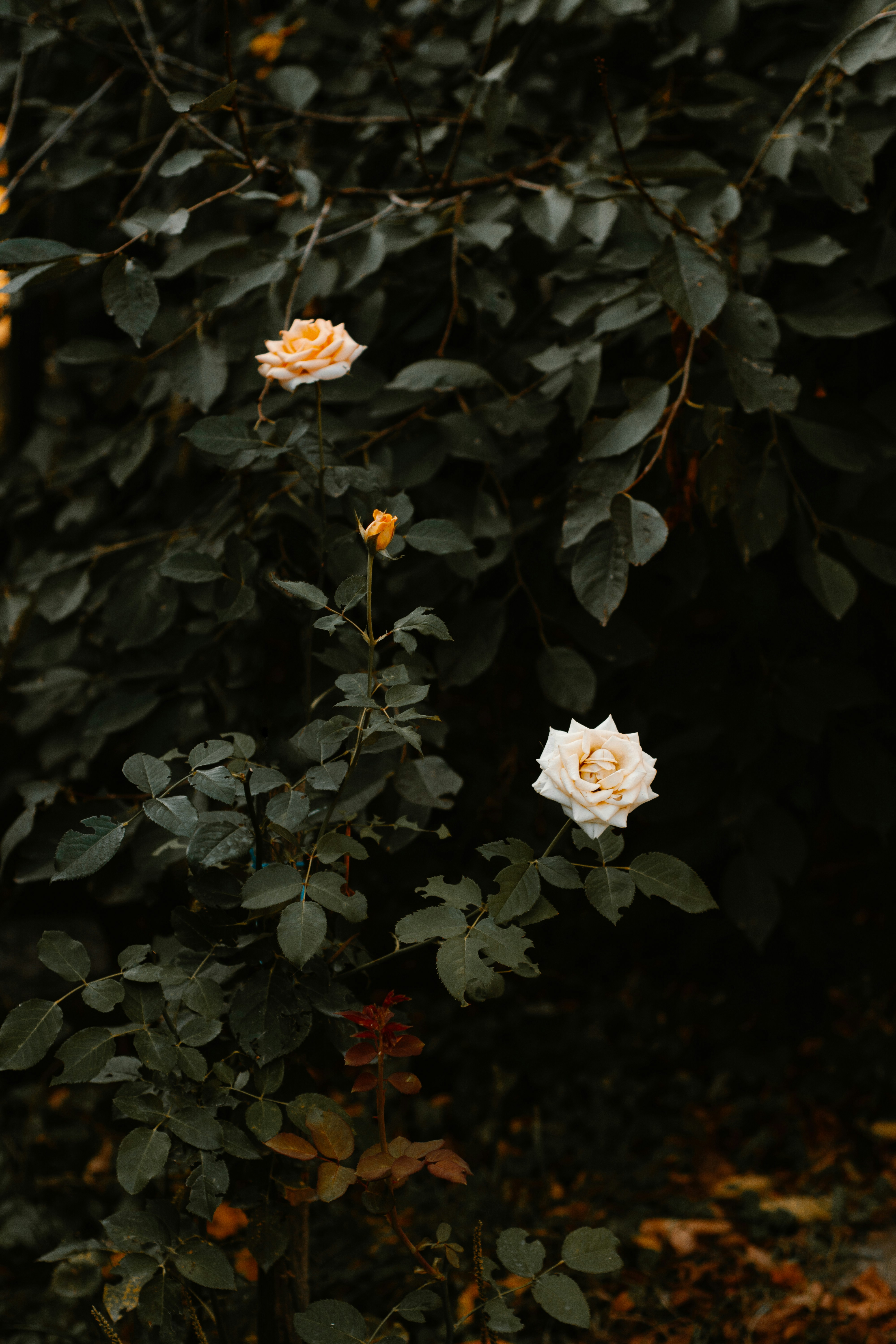 Pale Roses Against Dark Foliage
