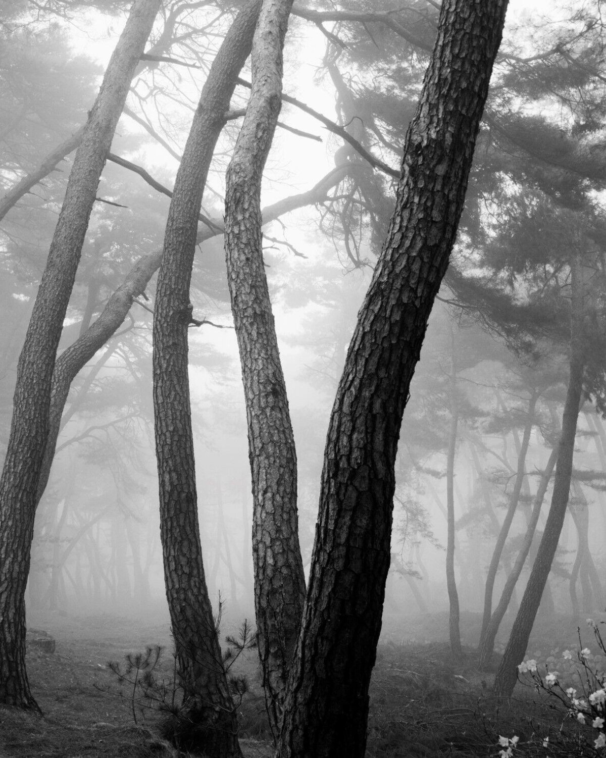 Foggy Pine Forest